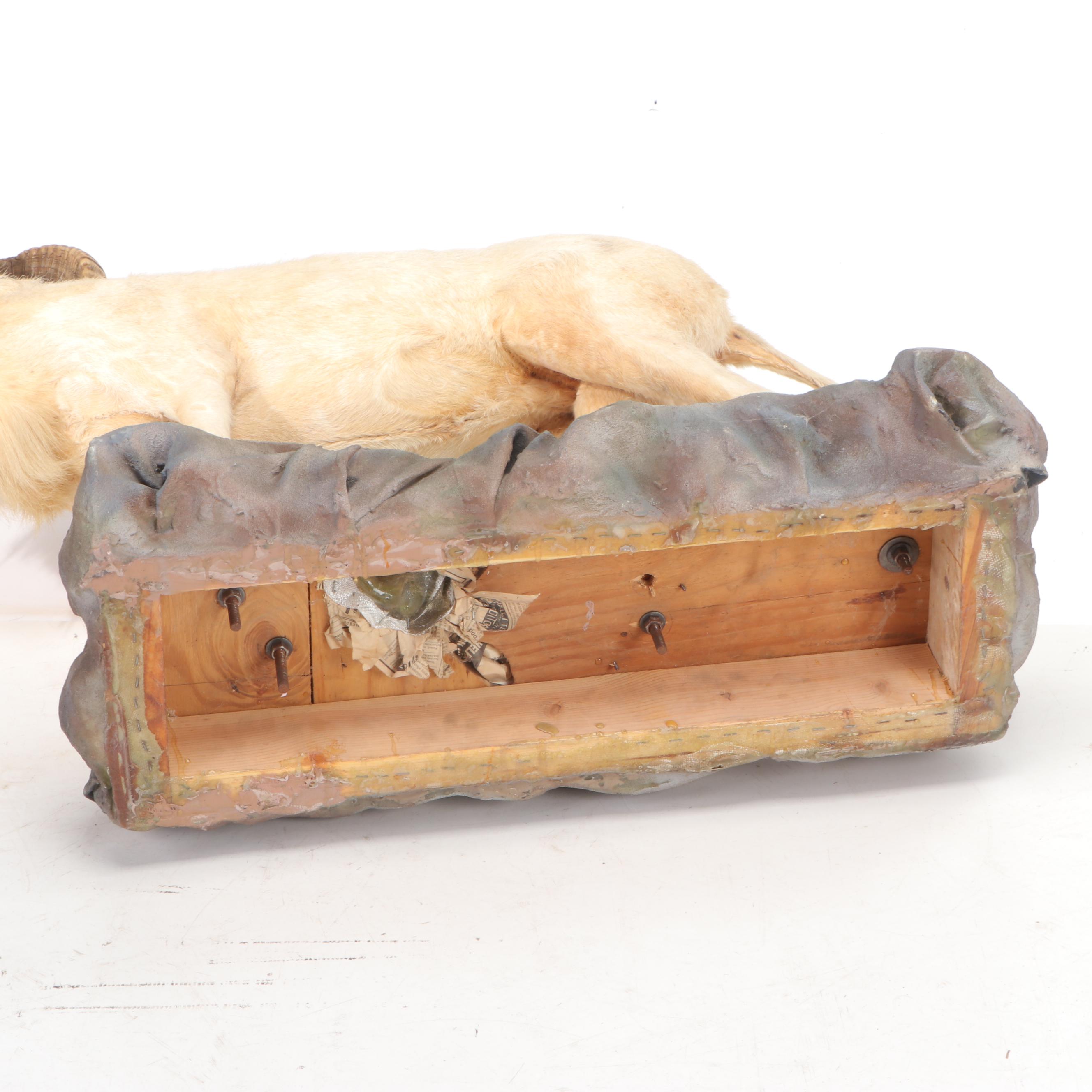 Mountain Goat Full Body Taxidermy Mount