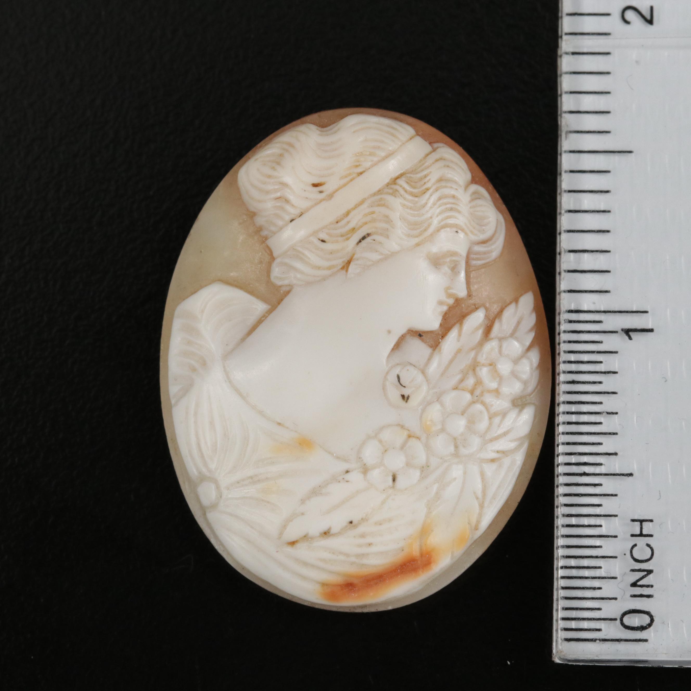 Loose Shells Featuring Carved Cameo Designs