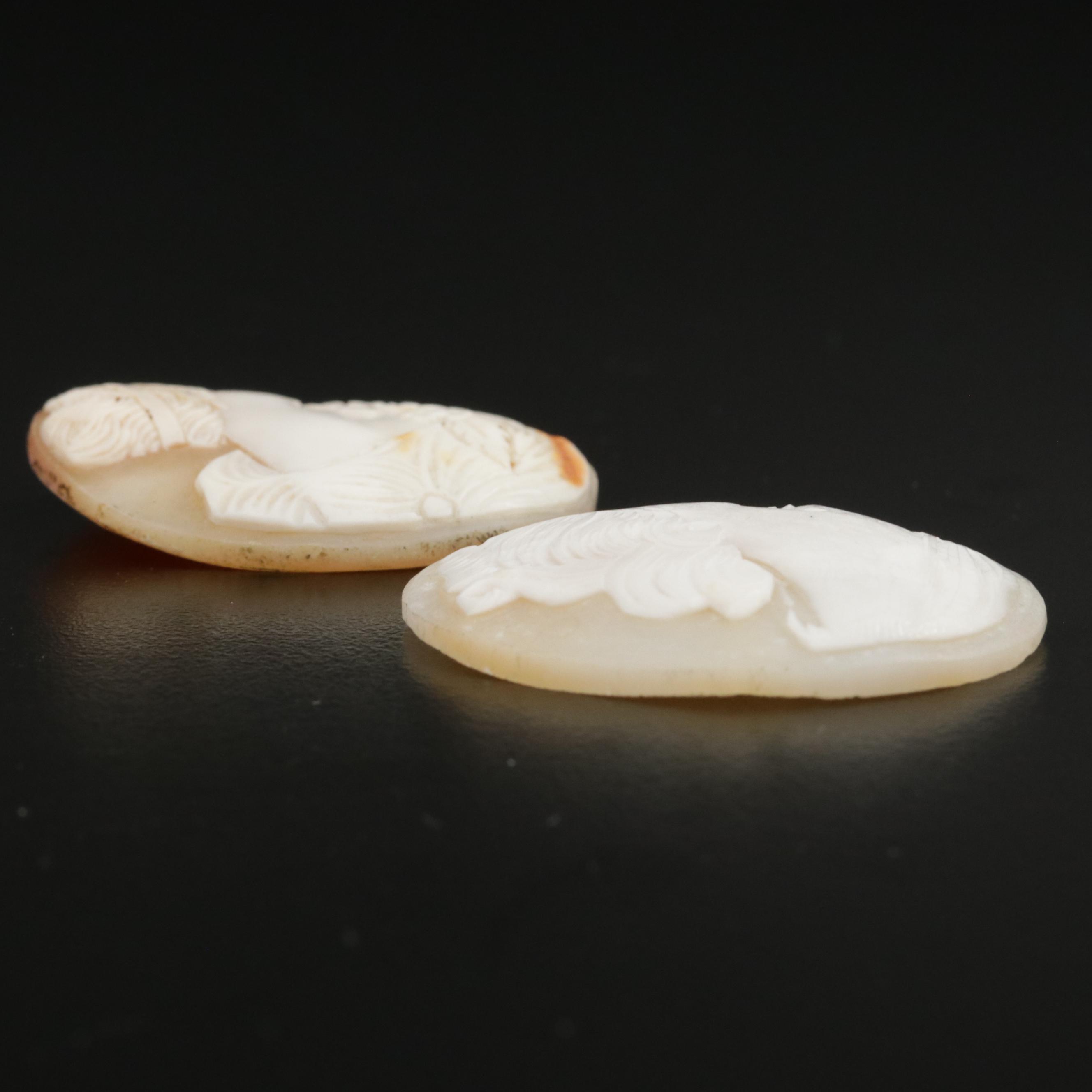 Loose Shells Featuring Carved Cameo Designs