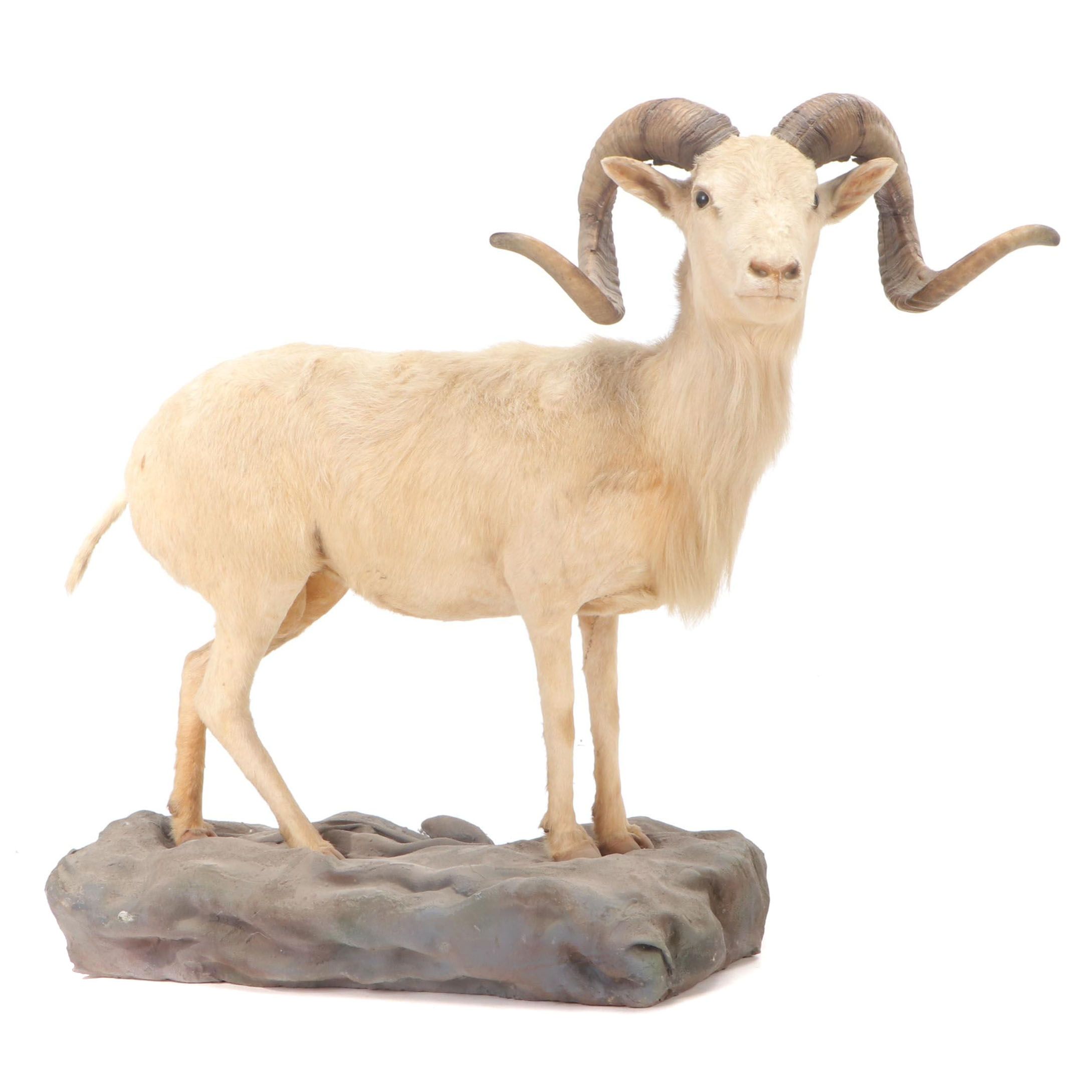 Mountain Goat Full Body Taxidermy Mount