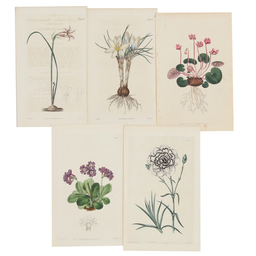 Hand-Colored Botanical Engravings, Early-Mid 19th Century