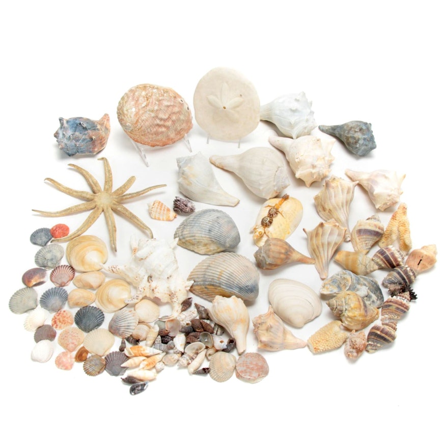 Starfish, Coral, Seashells, and Other Marine Specimens