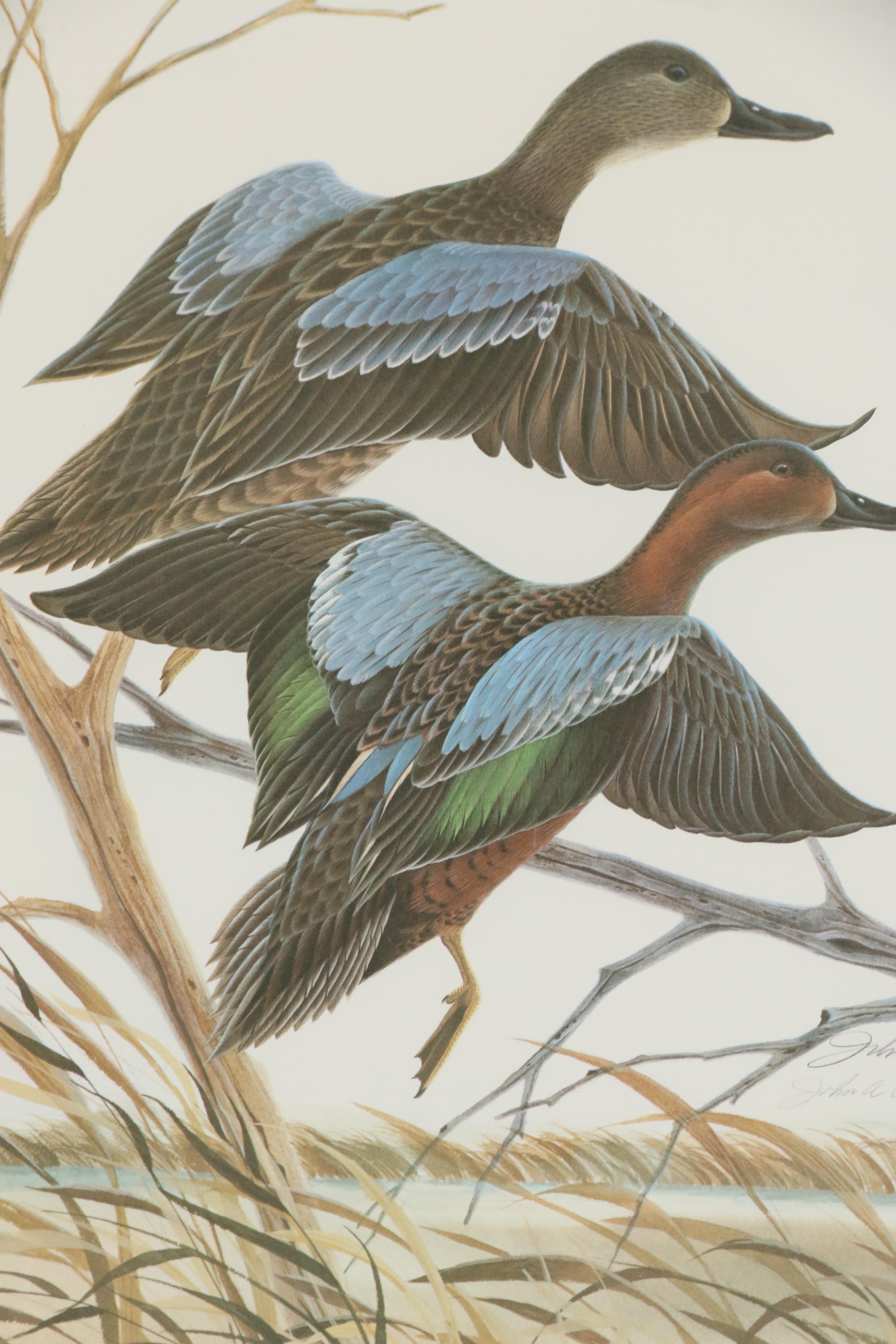 John Ruthven Offset Lithograph "Cinnamon Teal"