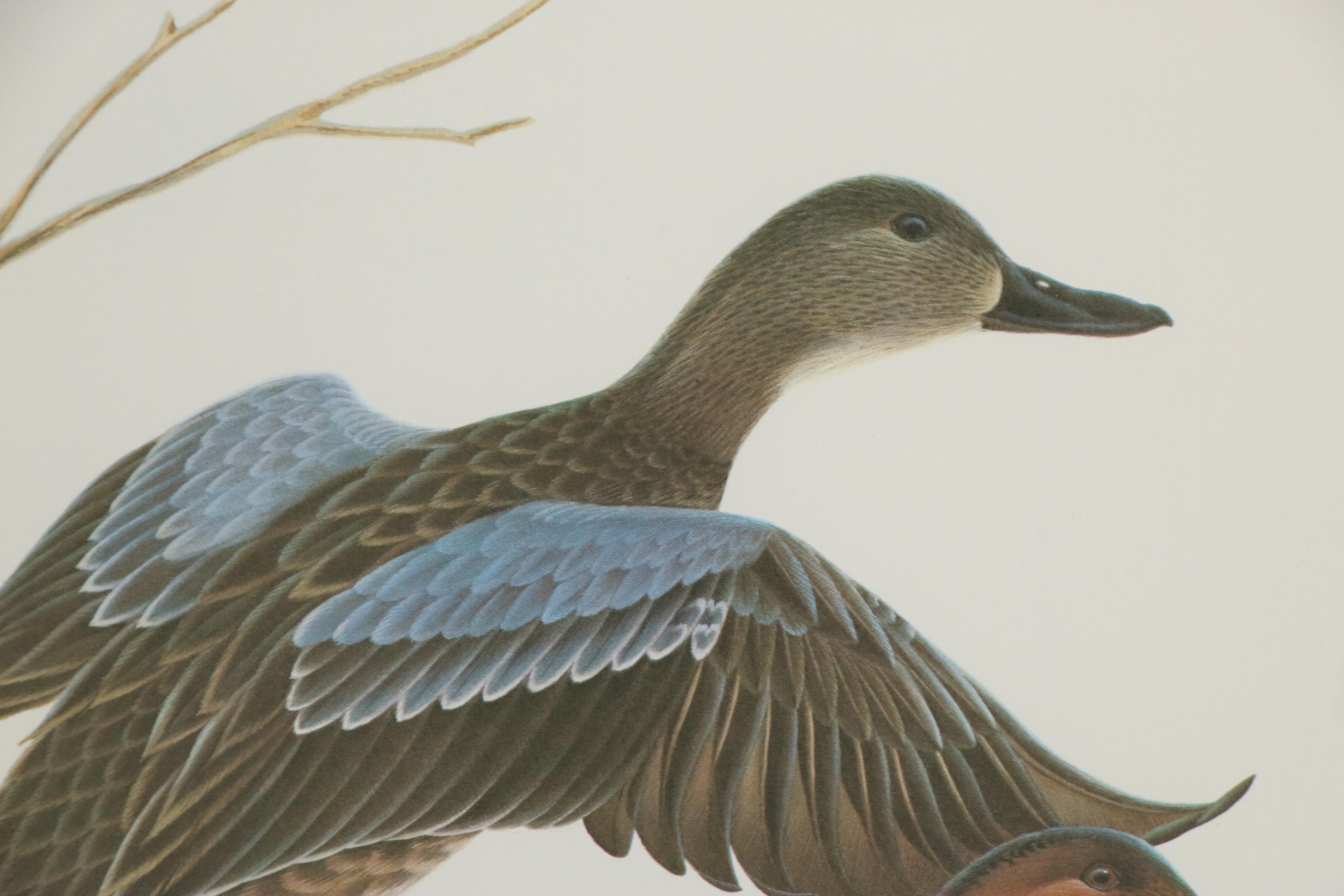 John Ruthven Offset Lithograph "Cinnamon Teal"