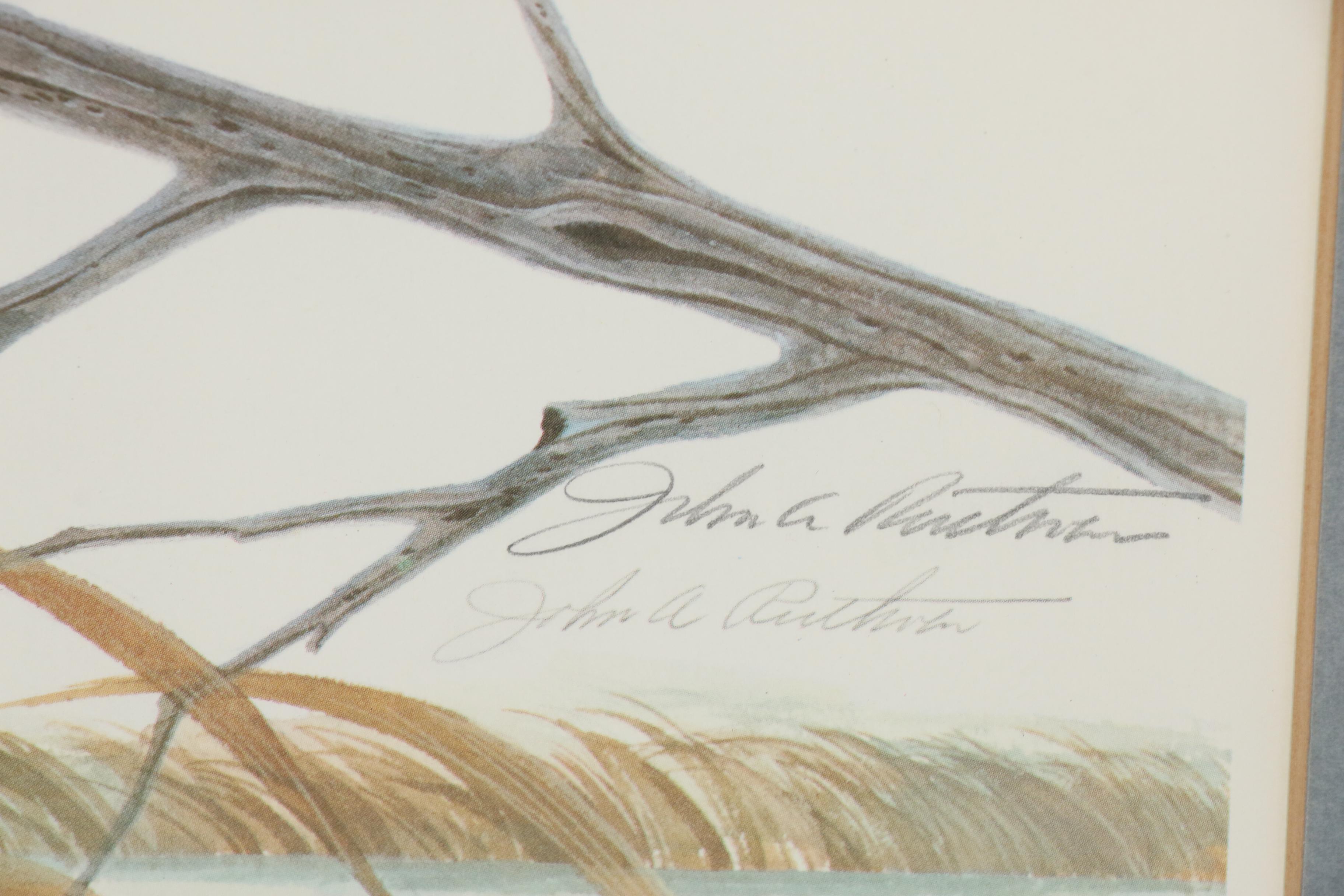 John Ruthven Offset Lithograph "Cinnamon Teal"