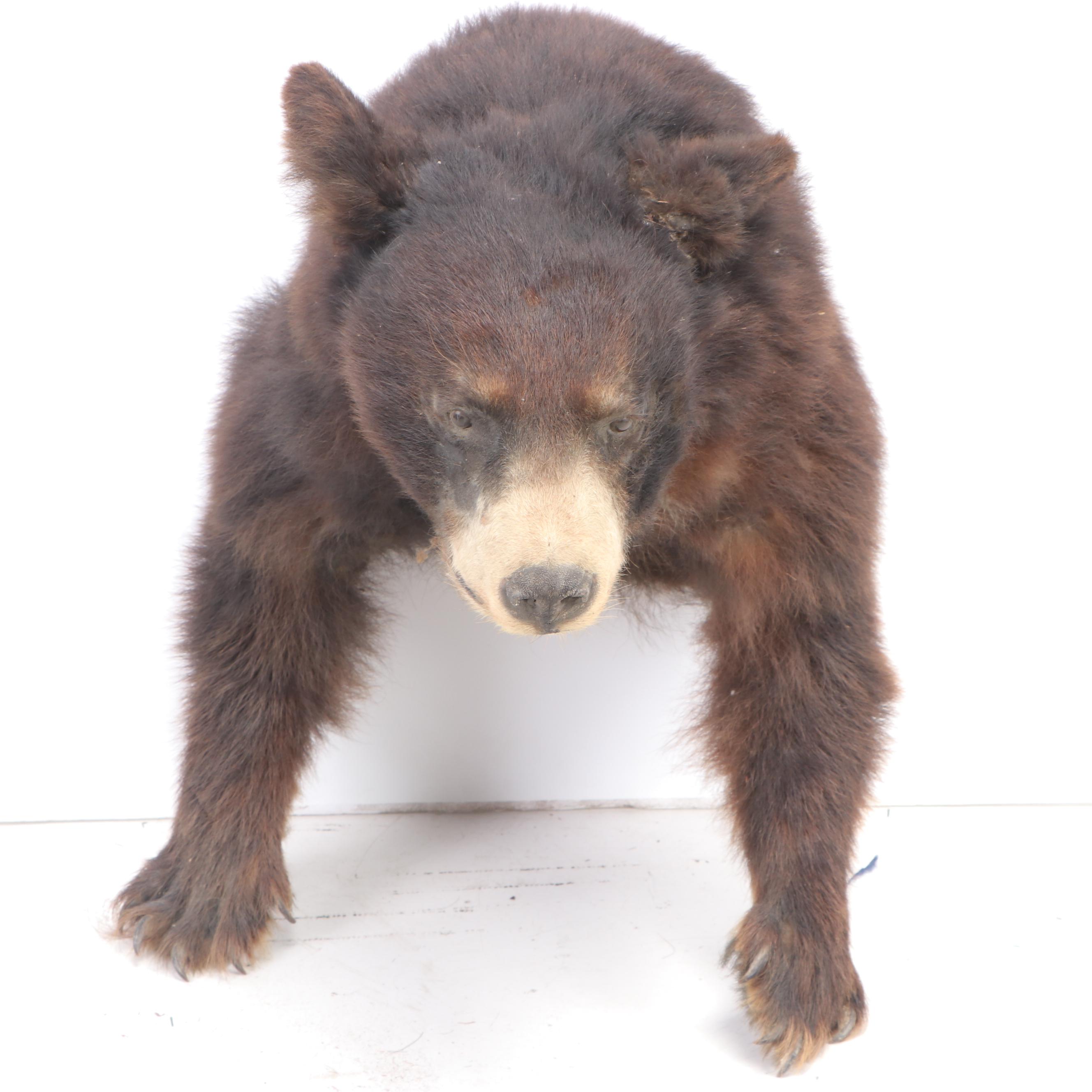 American Black Bear Taxidermy Shoulder Mount