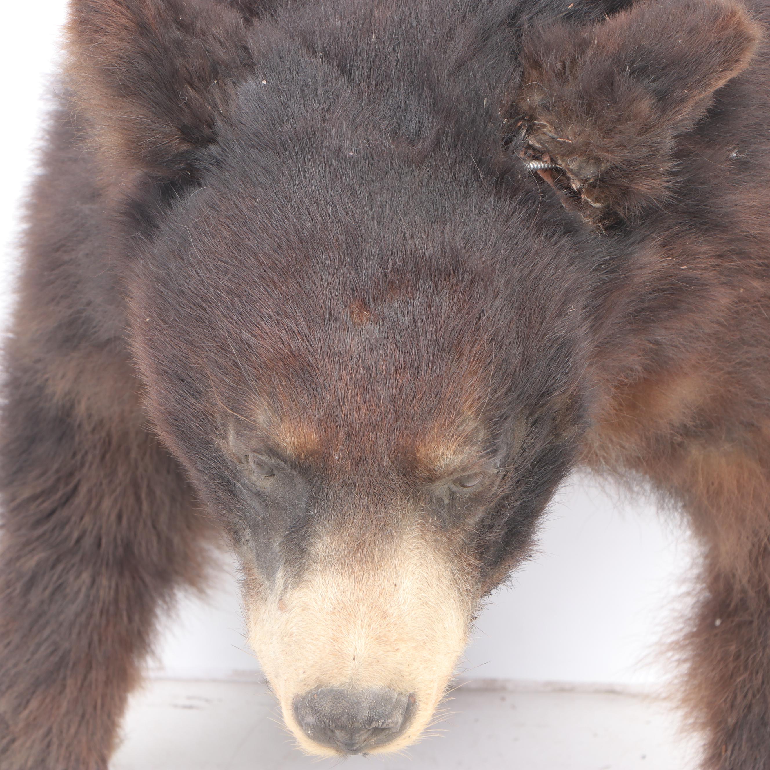 American Black Bear Taxidermy Shoulder Mount