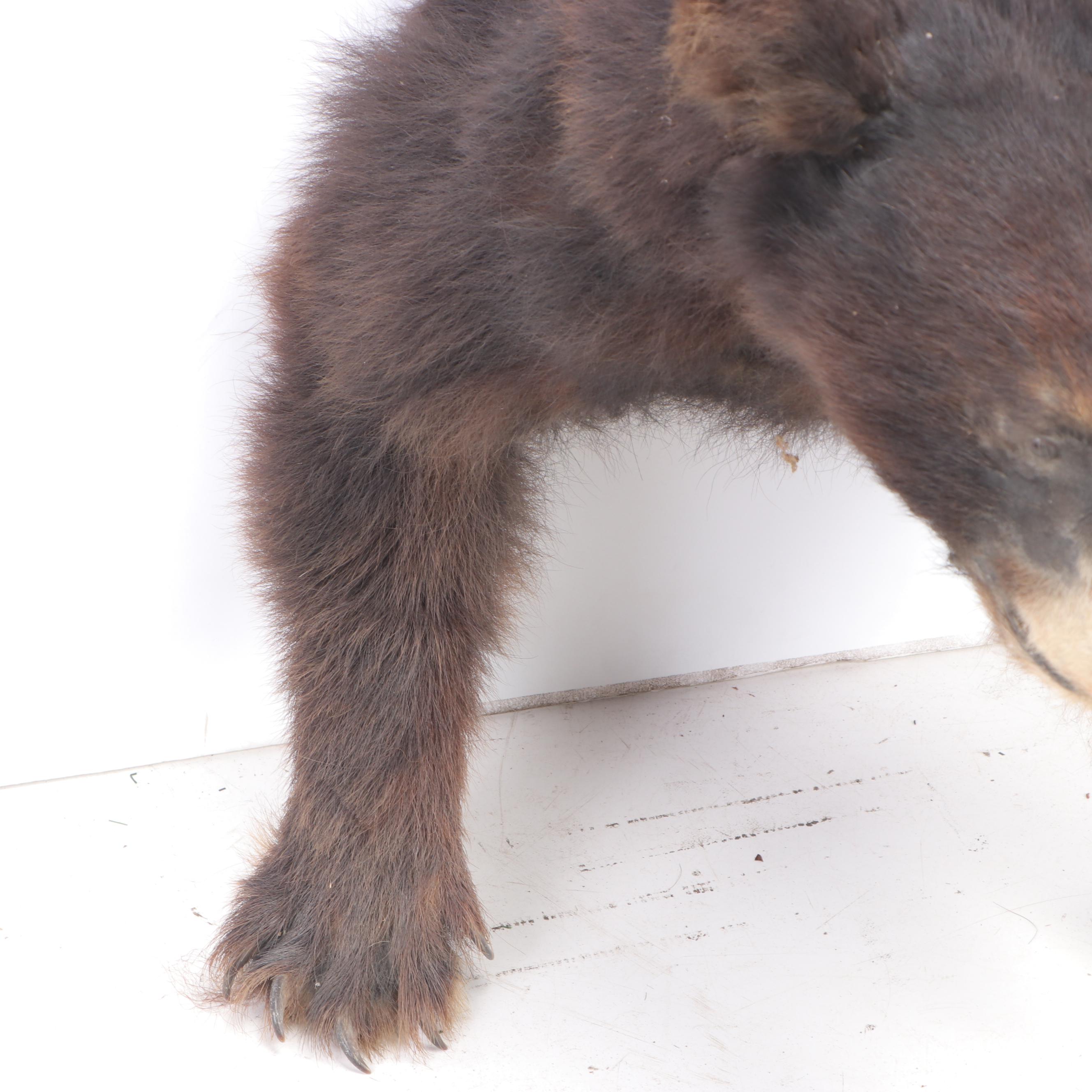 American Black Bear Taxidermy Shoulder Mount