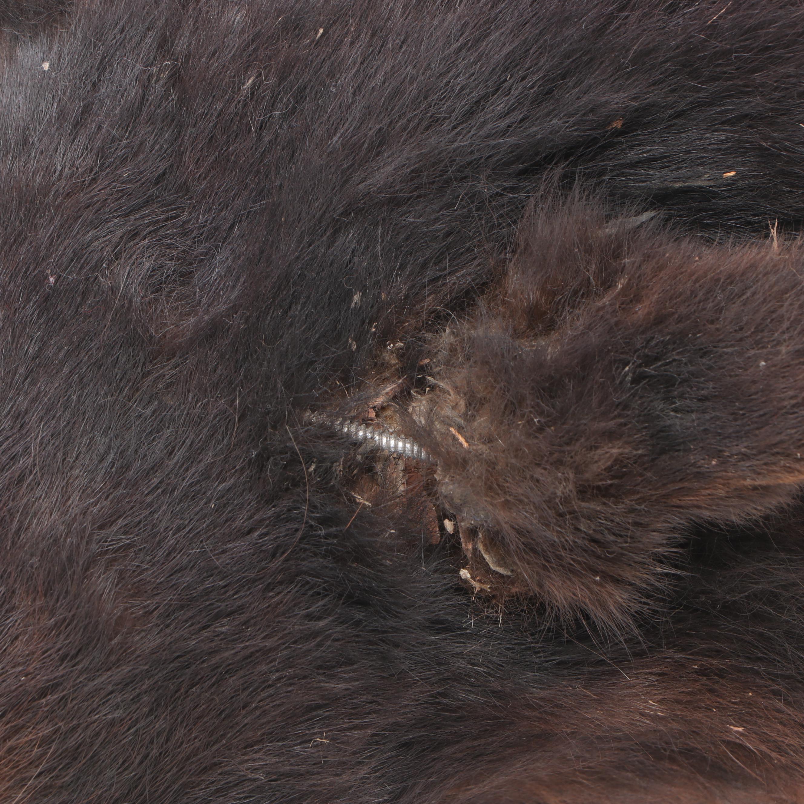 American Black Bear Taxidermy Shoulder Mount