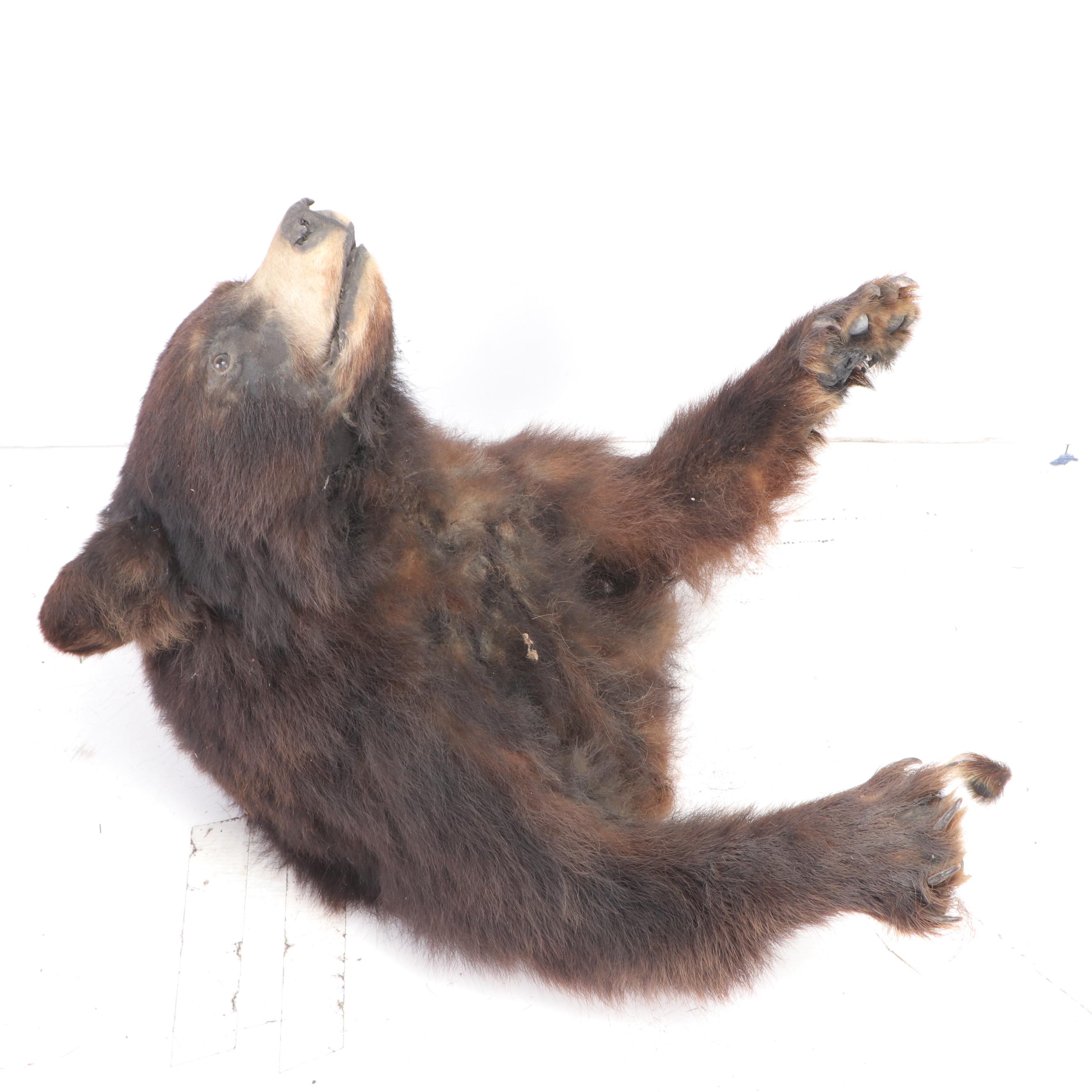 American Black Bear Taxidermy Shoulder Mount