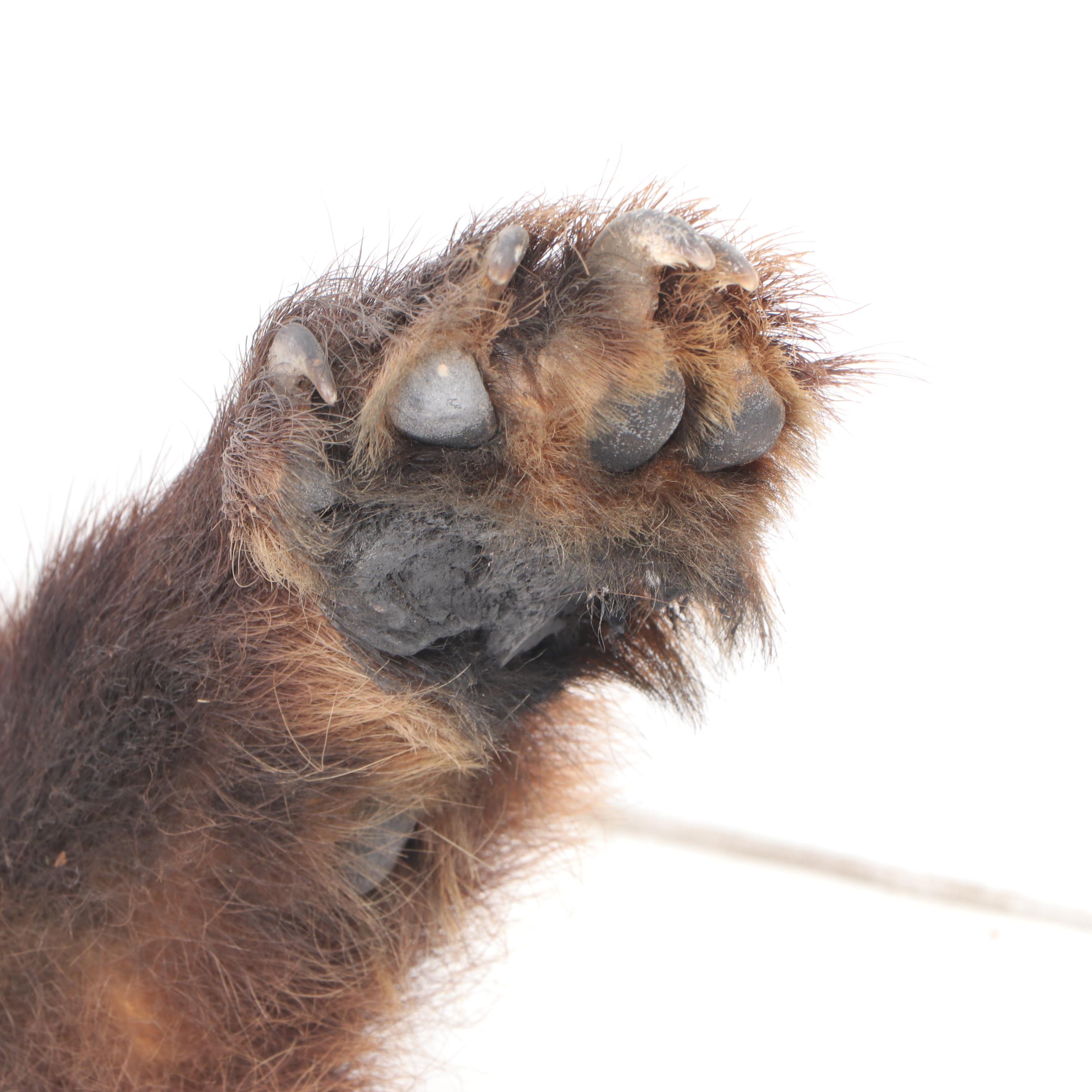 American Black Bear Taxidermy Shoulder Mount