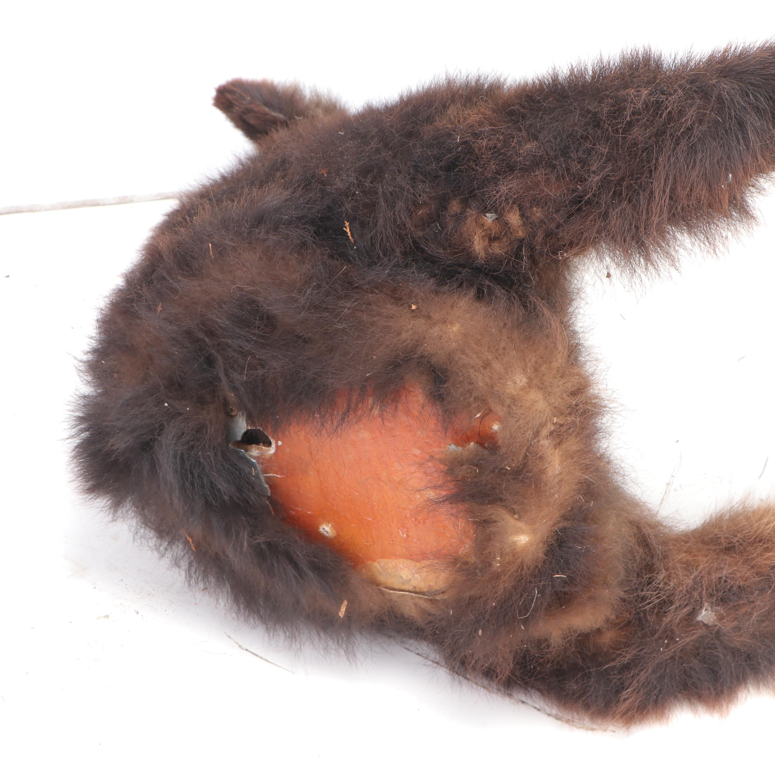 American Black Bear Taxidermy Shoulder Mount