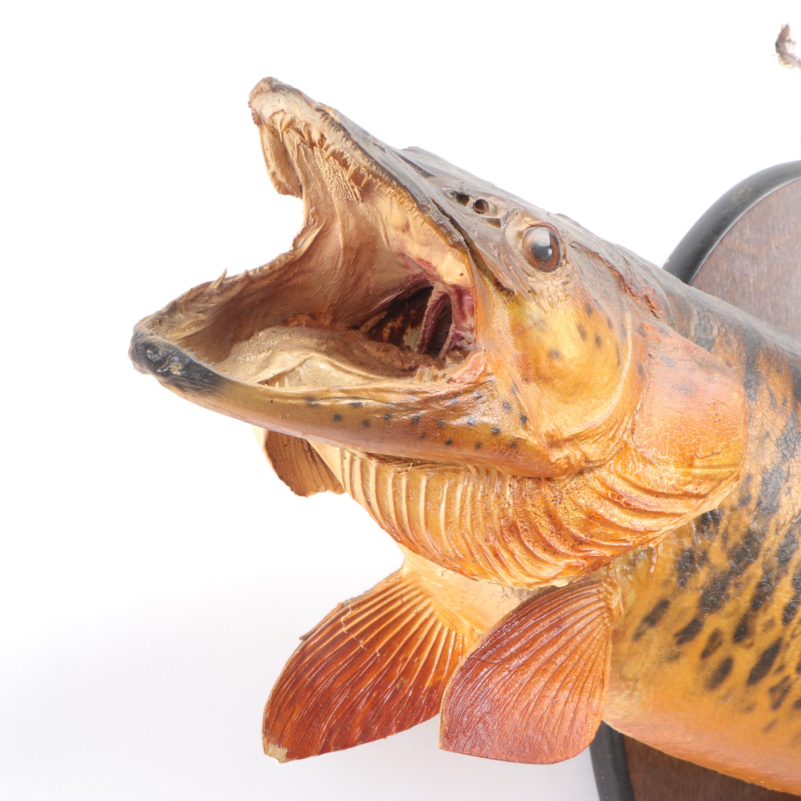 Muskellunge Full Body Taxidermy Mount