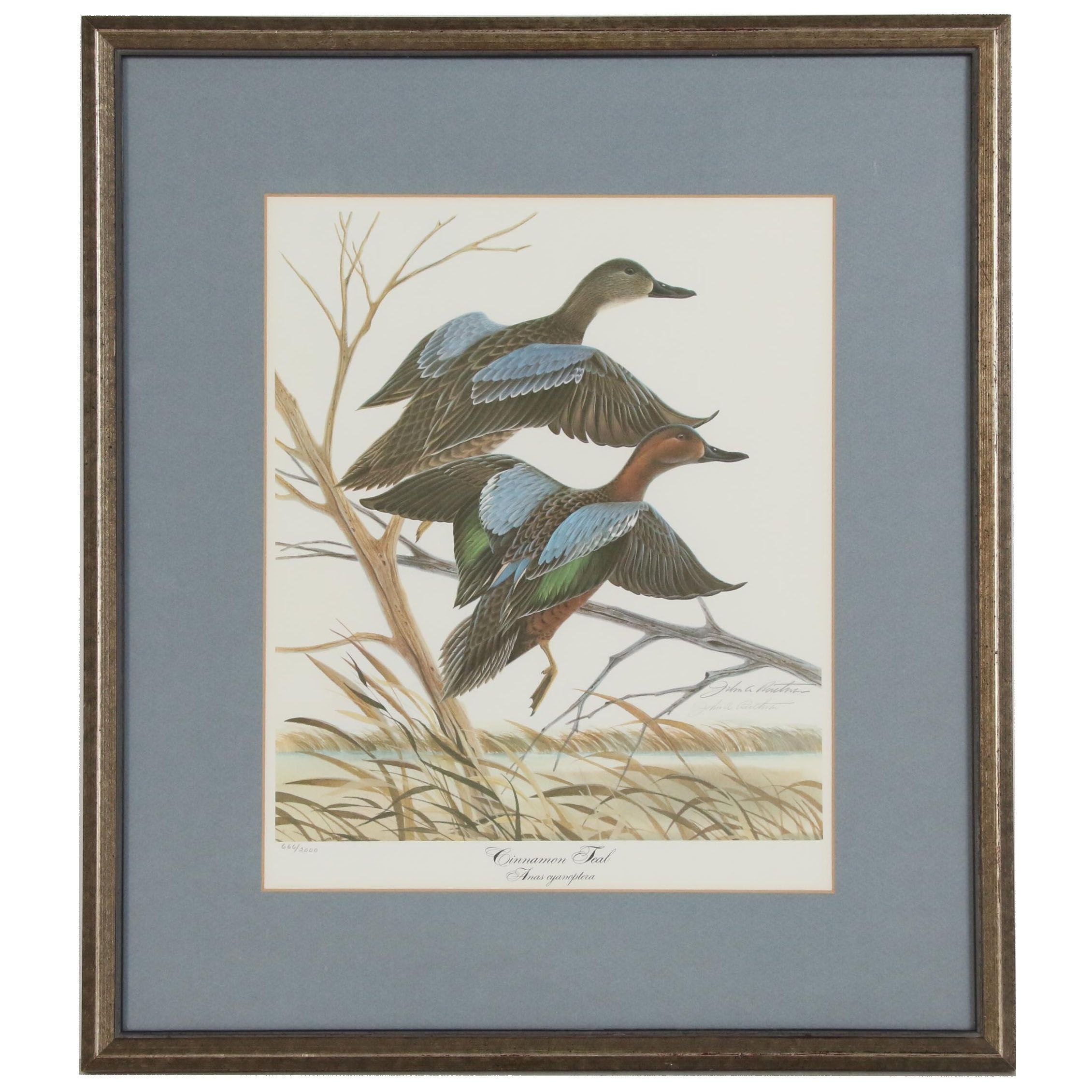 John Ruthven Offset Lithograph "Cinnamon Teal"