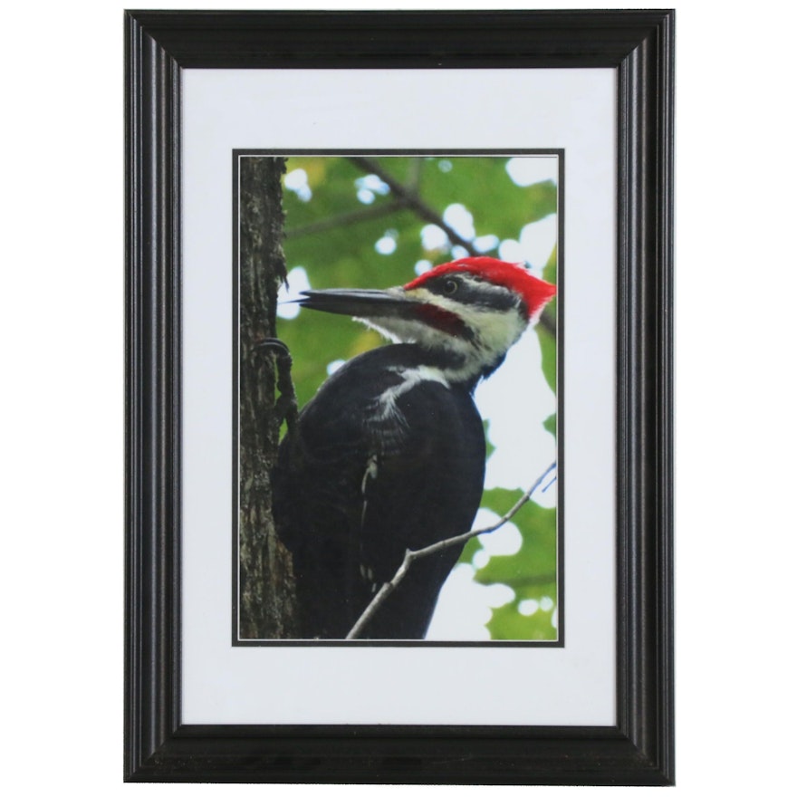 Digital Photo of Pileated Woodpecker, 21st Century