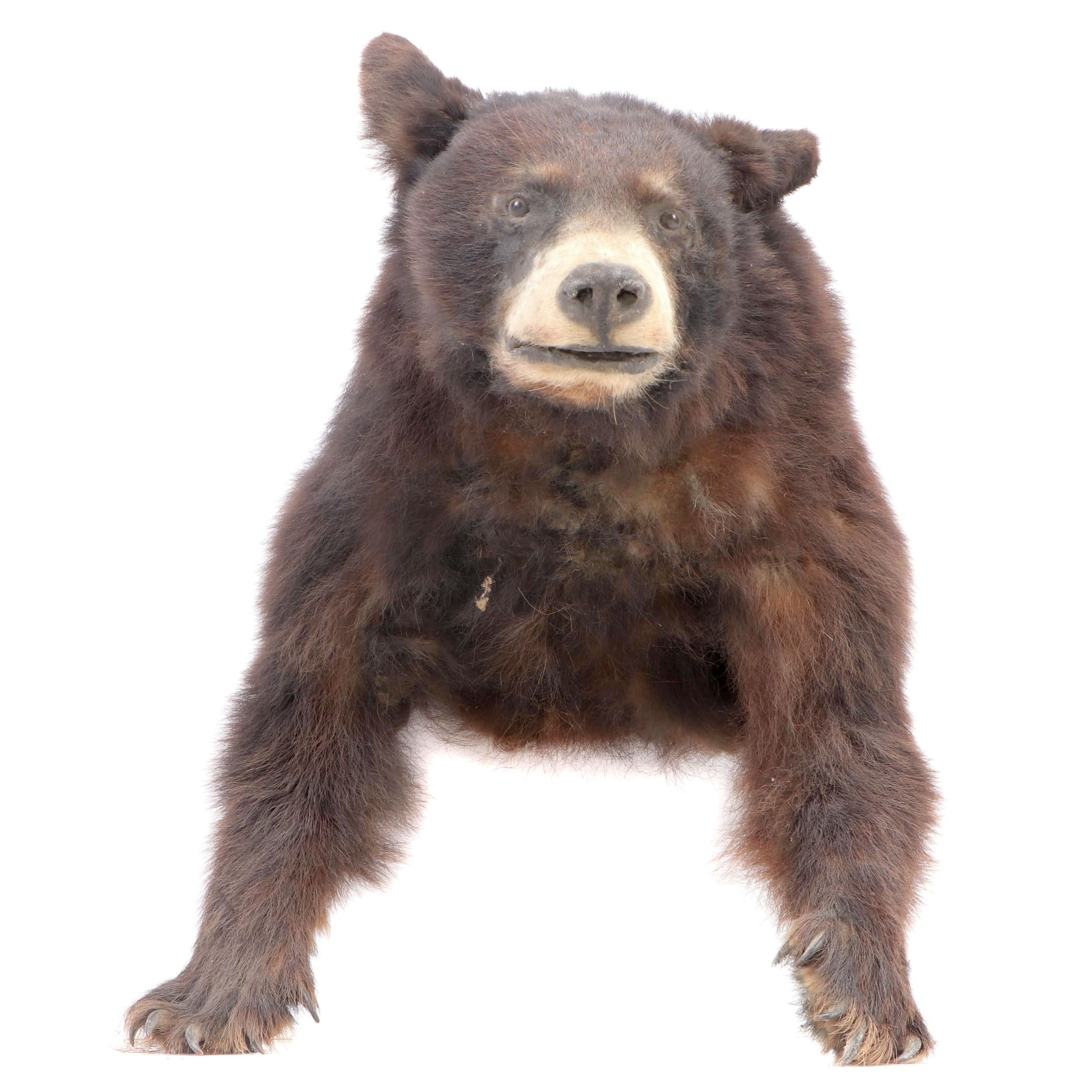 American Black Bear Taxidermy Shoulder Mount