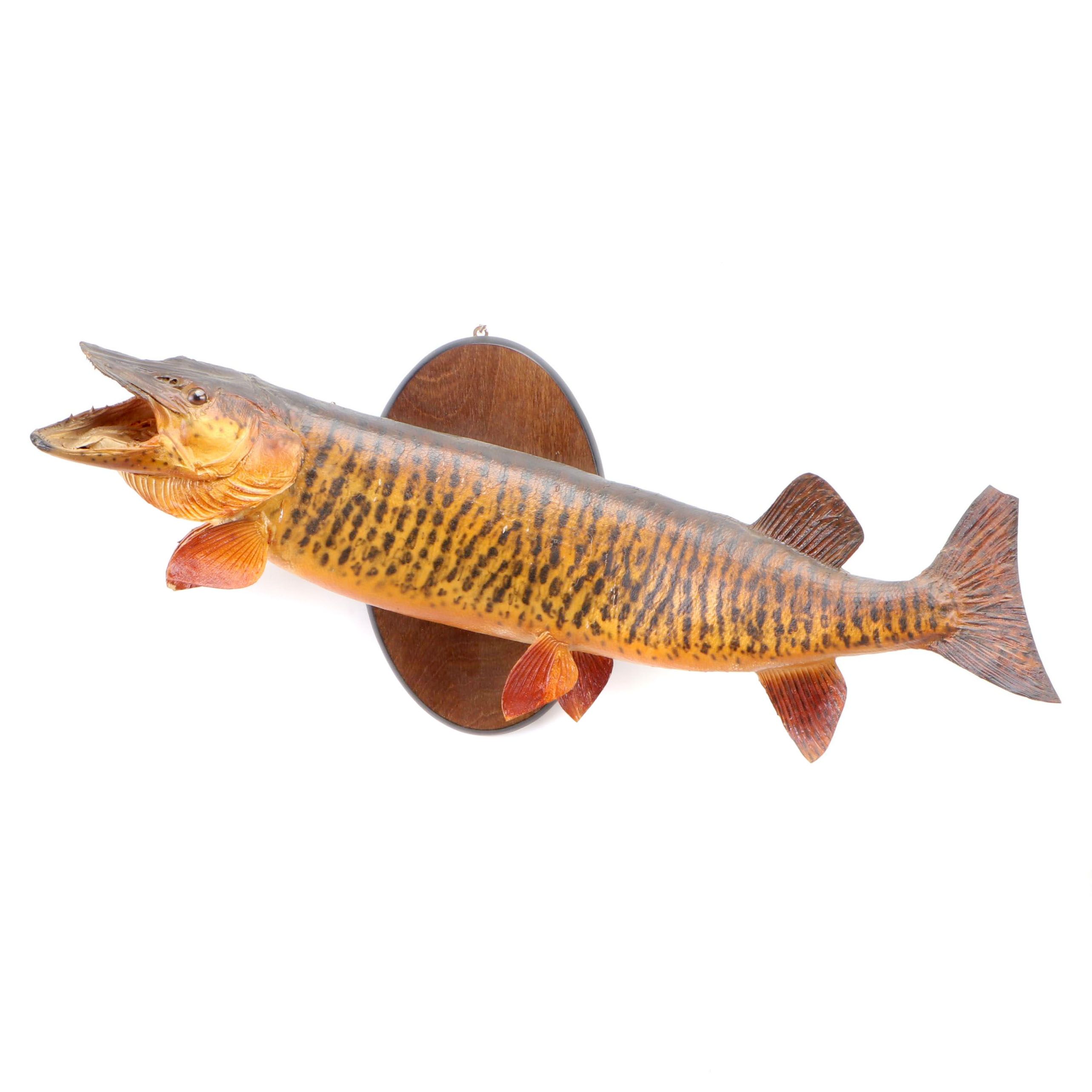 Muskellunge Full Body Taxidermy Mount
