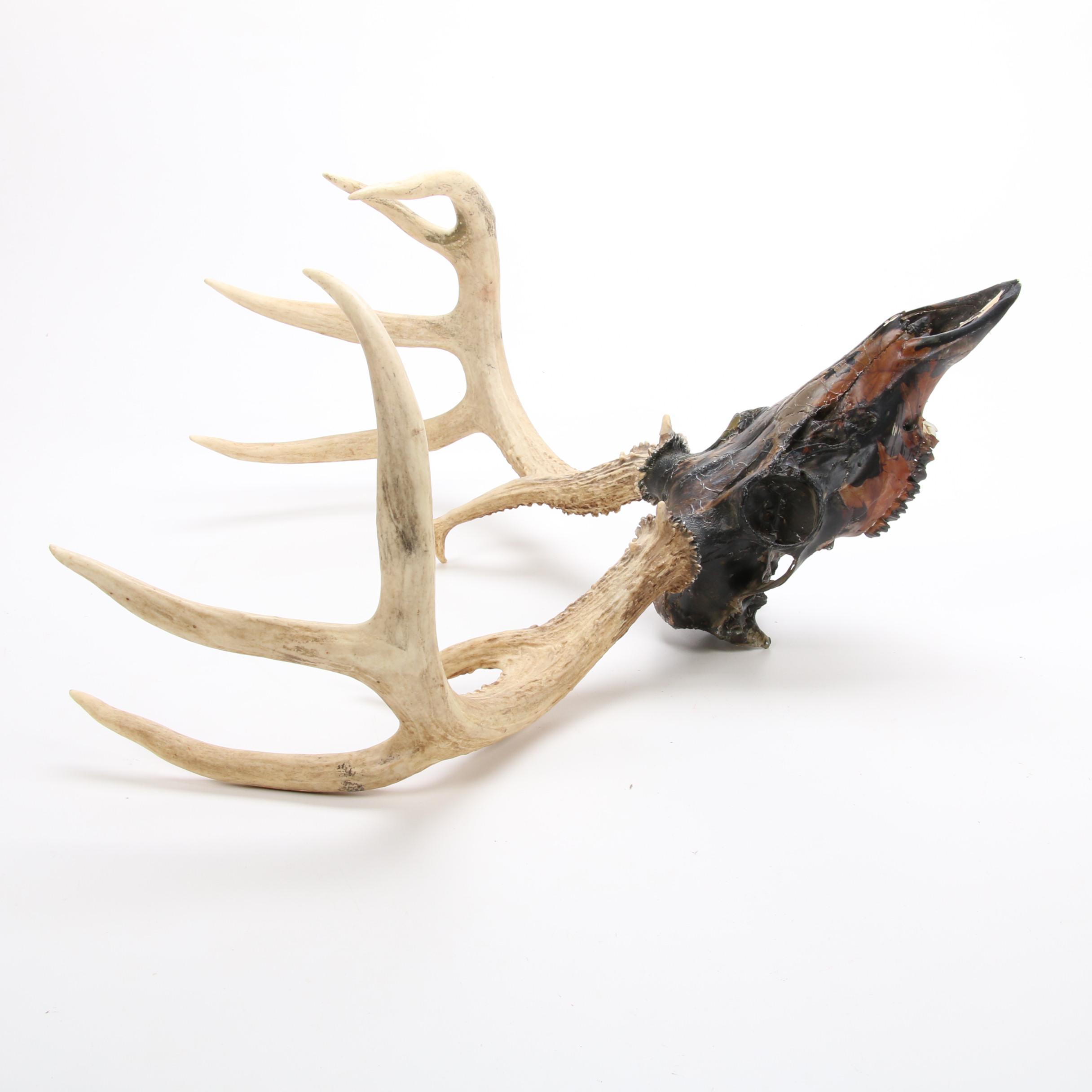 Hydro Dipped White Tailed Deer Skull