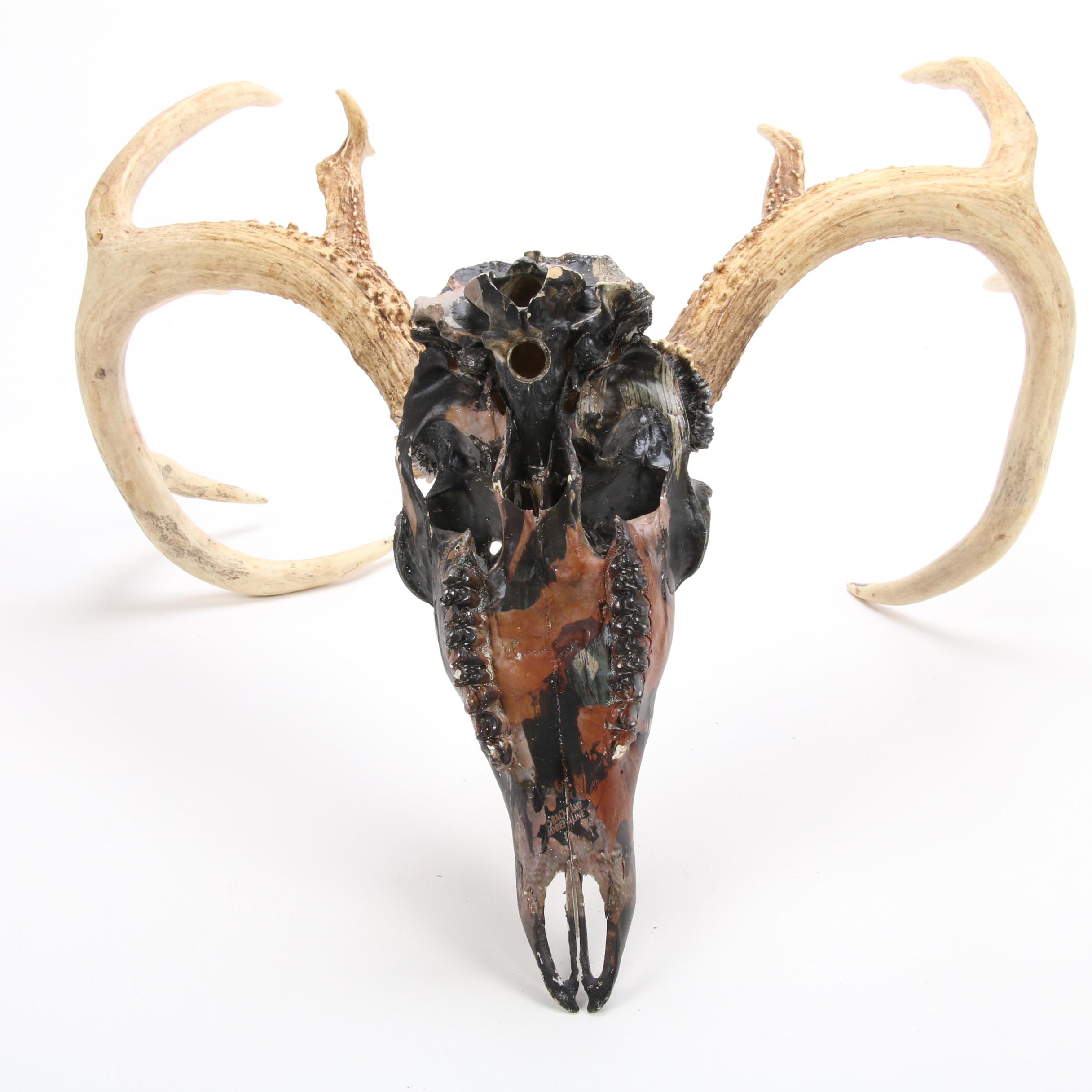 Hydro Dipped White Tailed Deer Skull