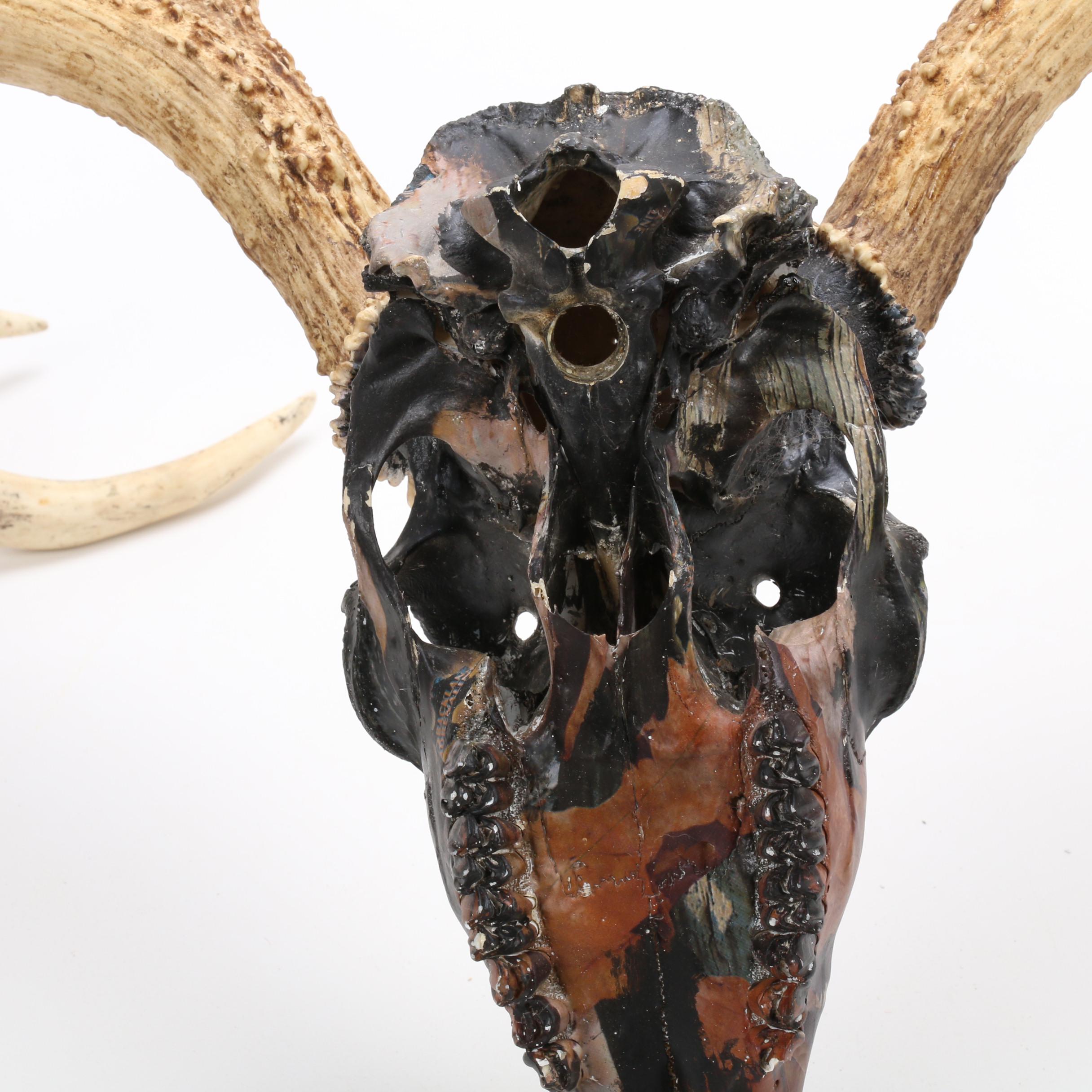 Hydro Dipped White Tailed Deer Skull