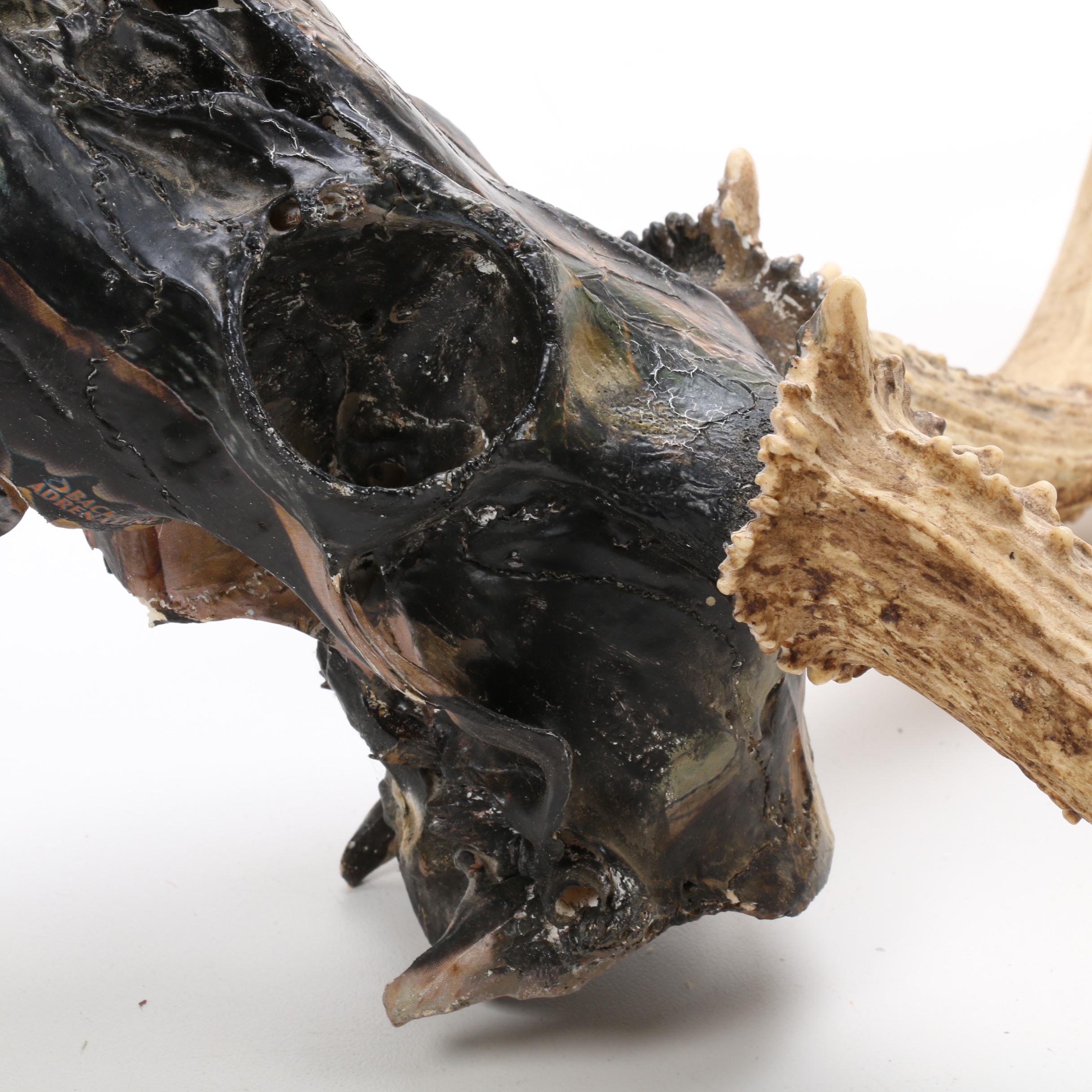 Hydro Dipped White Tailed Deer Skull