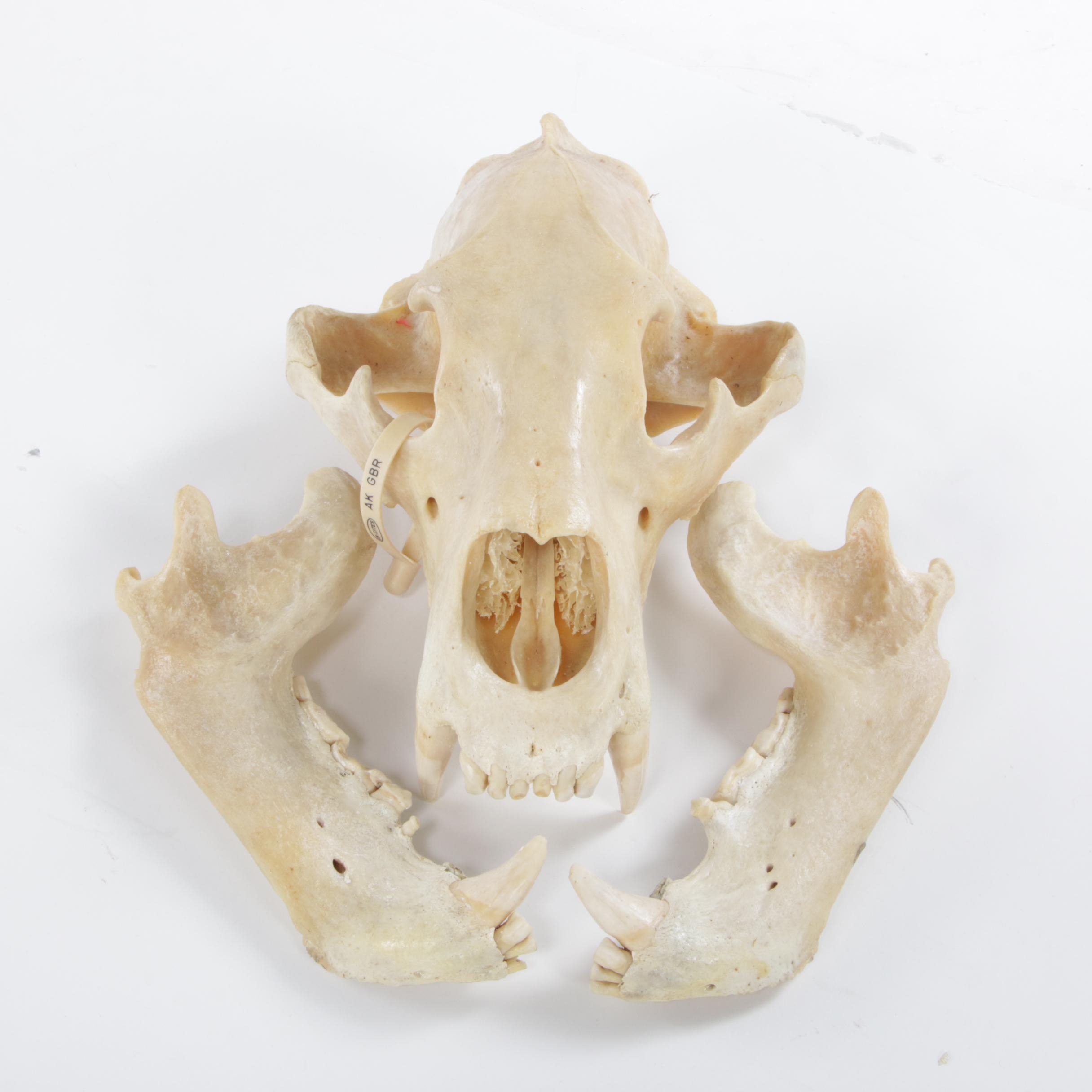 Standing Full Body Alaskan Kodiak Bear Mount with Skull