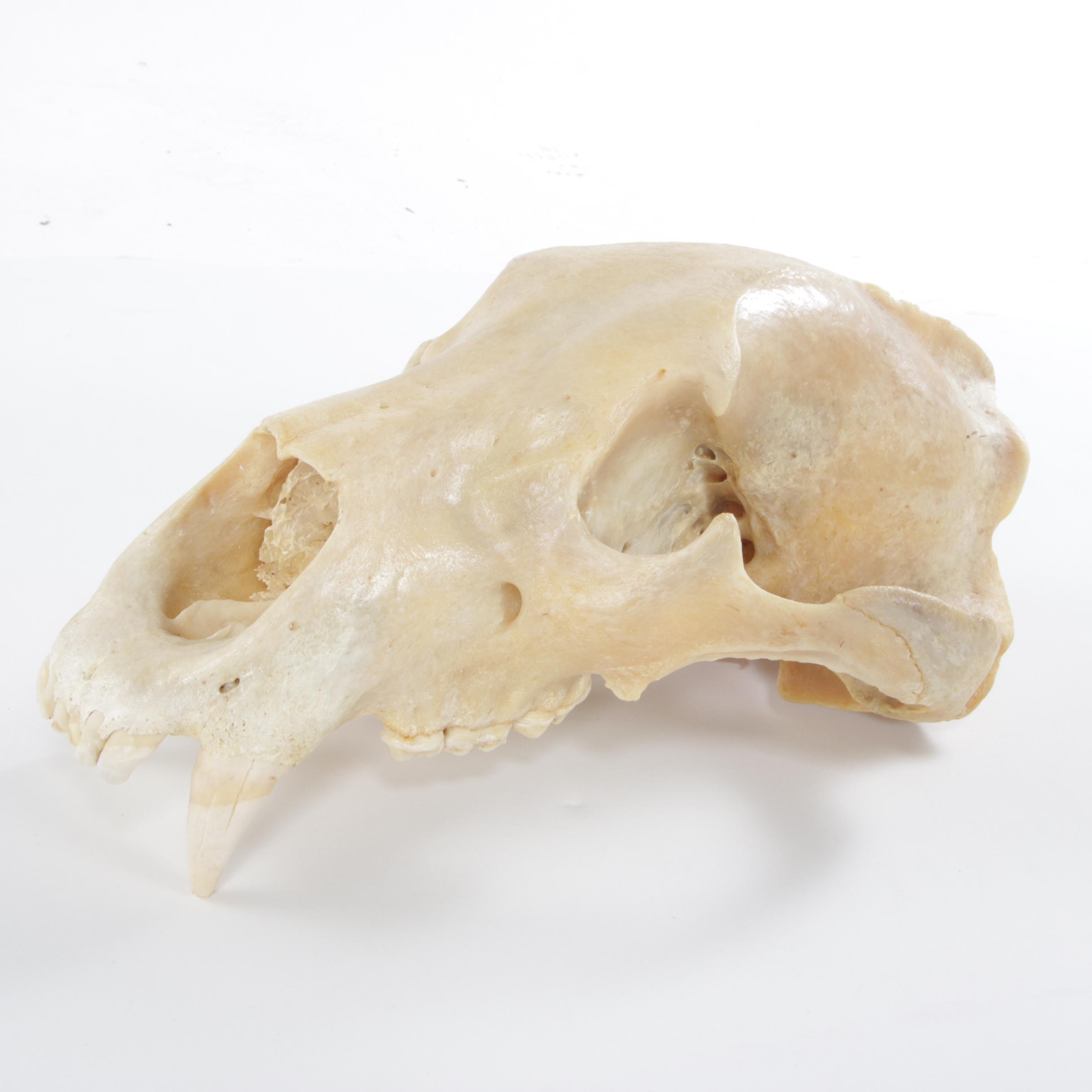 Standing Full Body Alaskan Kodiak Bear Mount with Skull