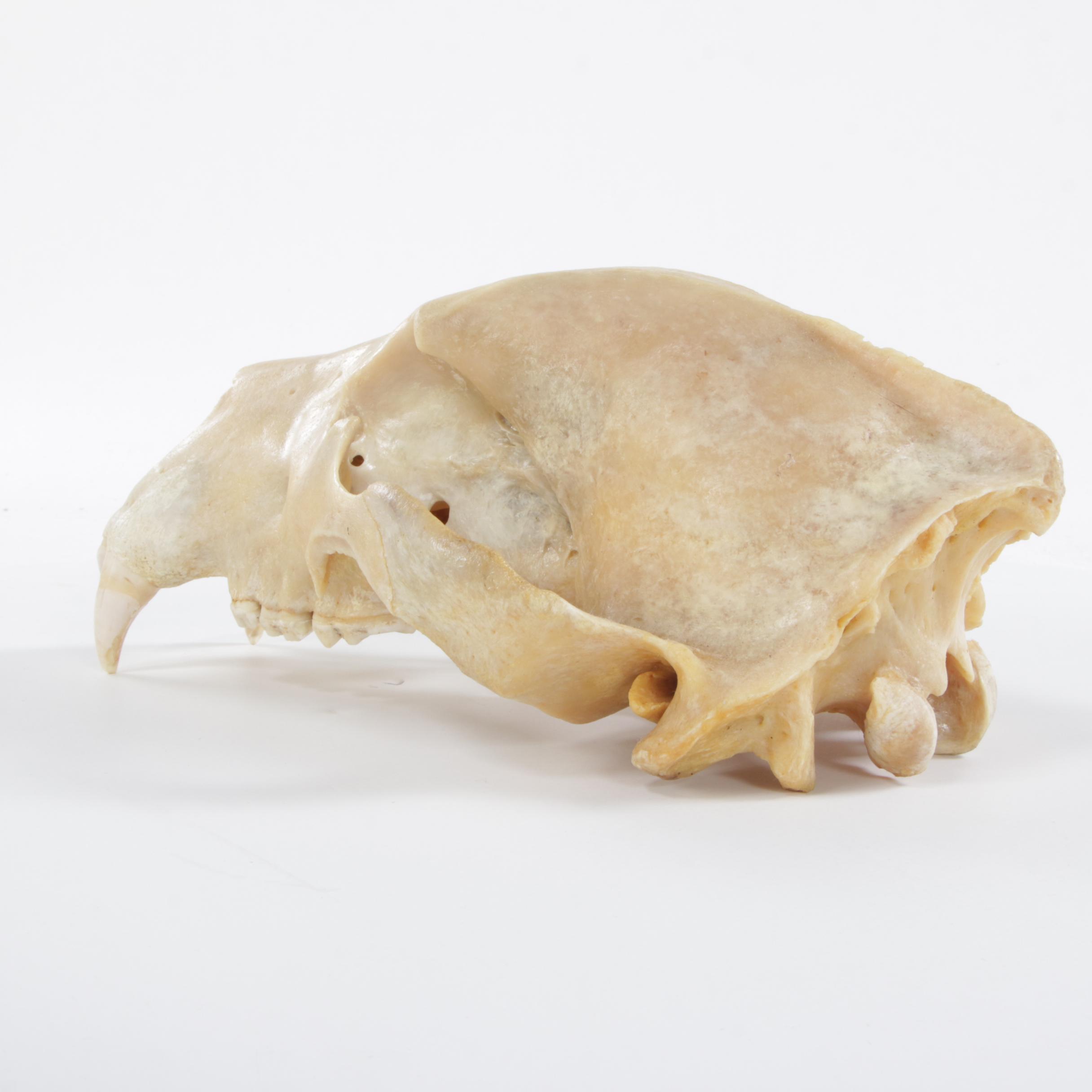 Standing Full Body Alaskan Kodiak Bear Mount with Skull