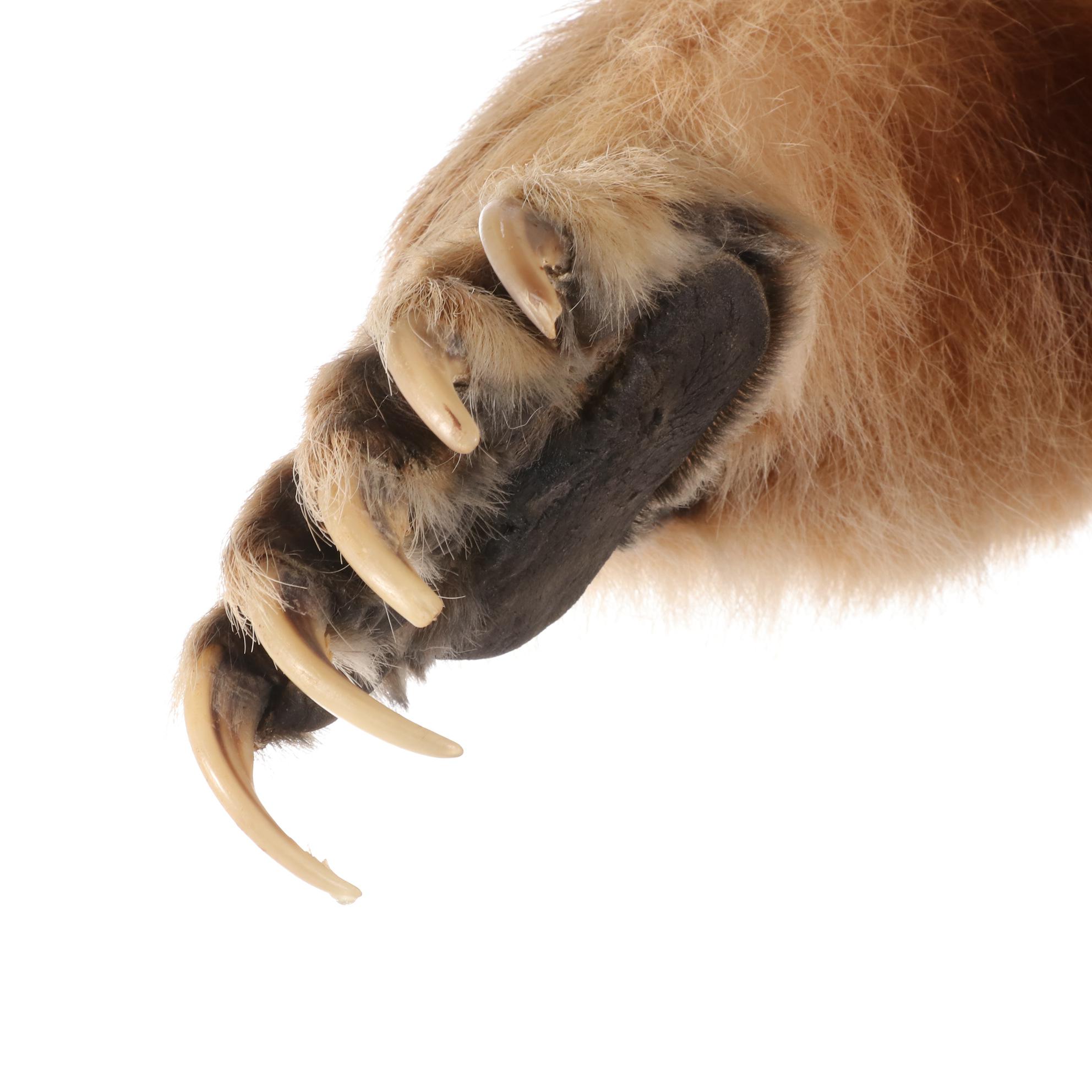 Standing Full Body Alaskan Kodiak Bear Mount with Skull