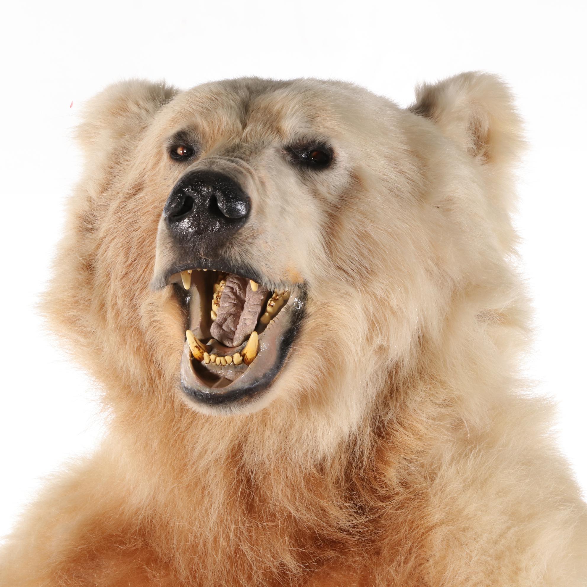 Standing Full Body Alaskan Kodiak Bear Mount with Skull
