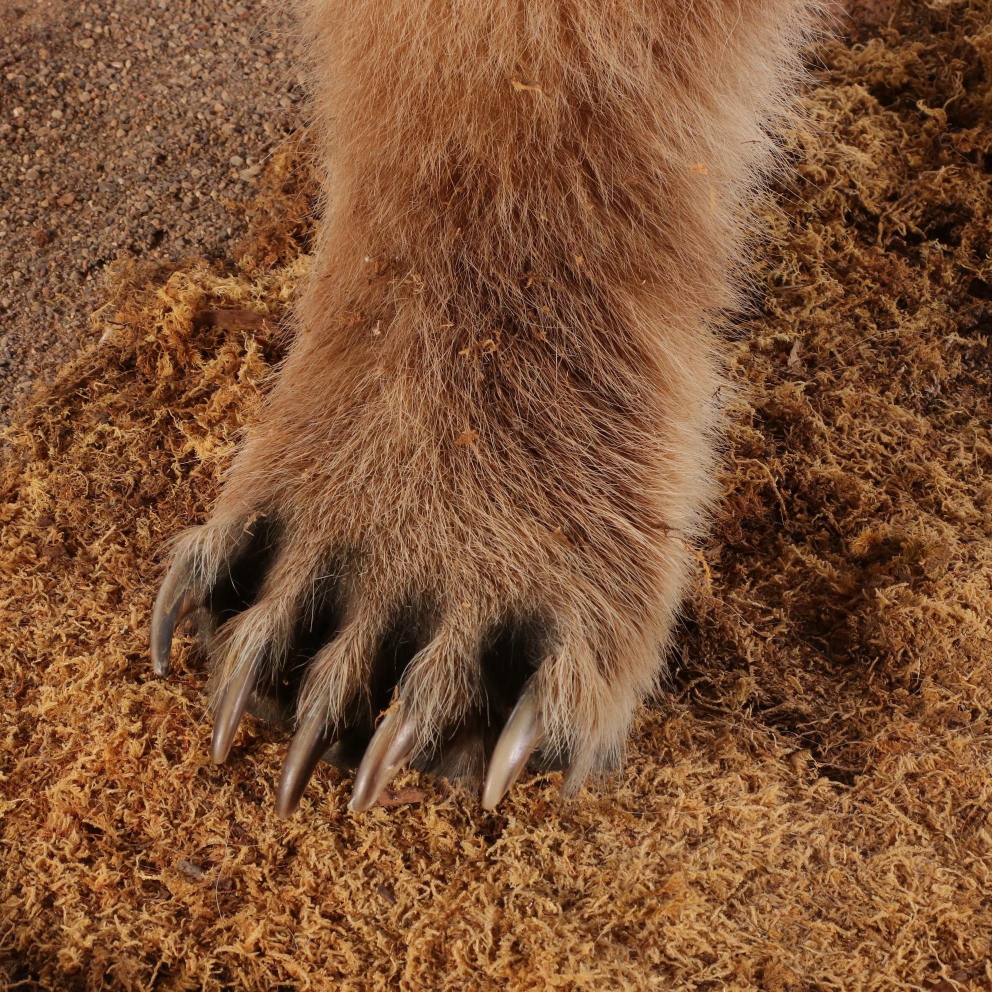 Standing Full Body Alaskan Kodiak Bear Mount with Skull