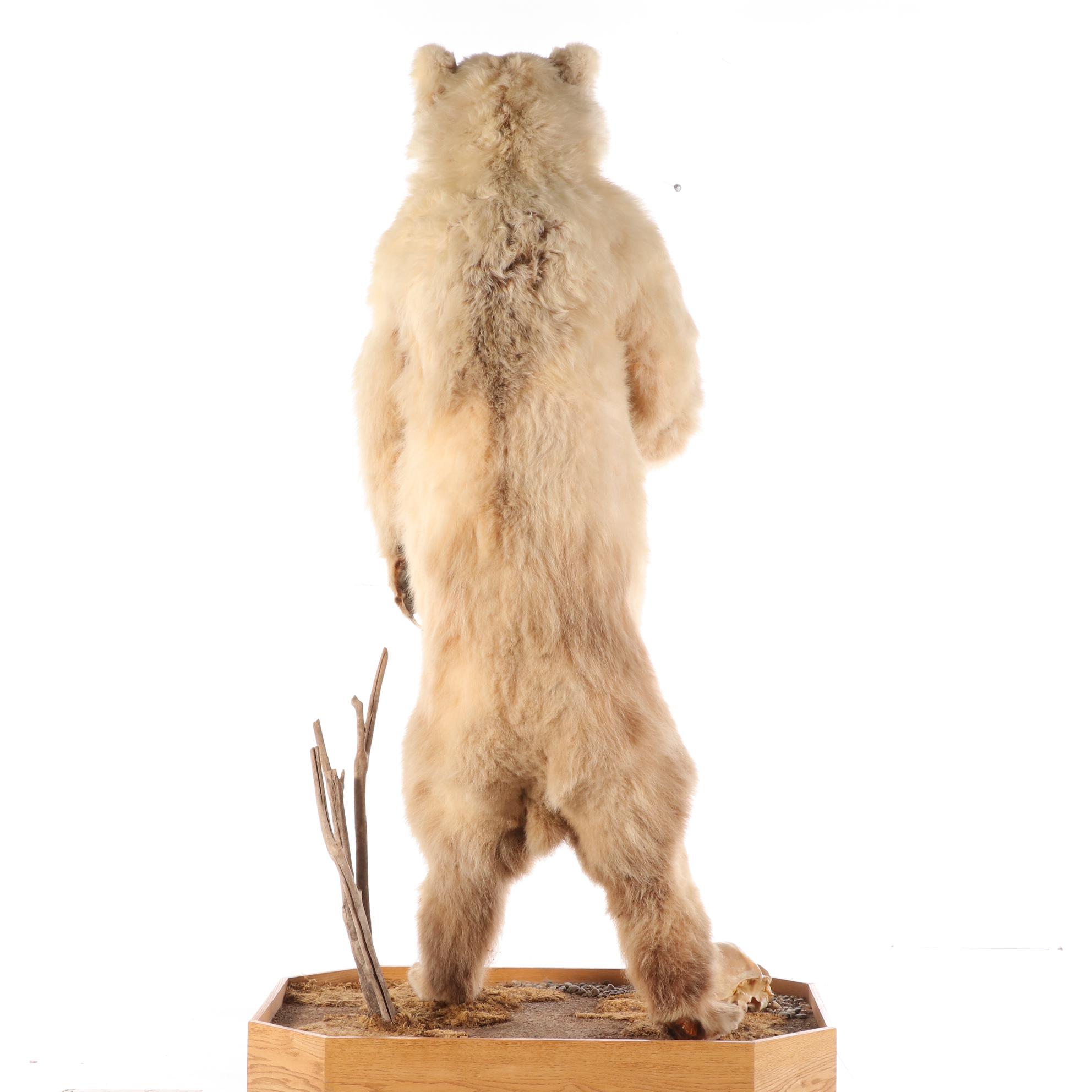 Standing Full Body Alaskan Kodiak Bear Mount with Skull