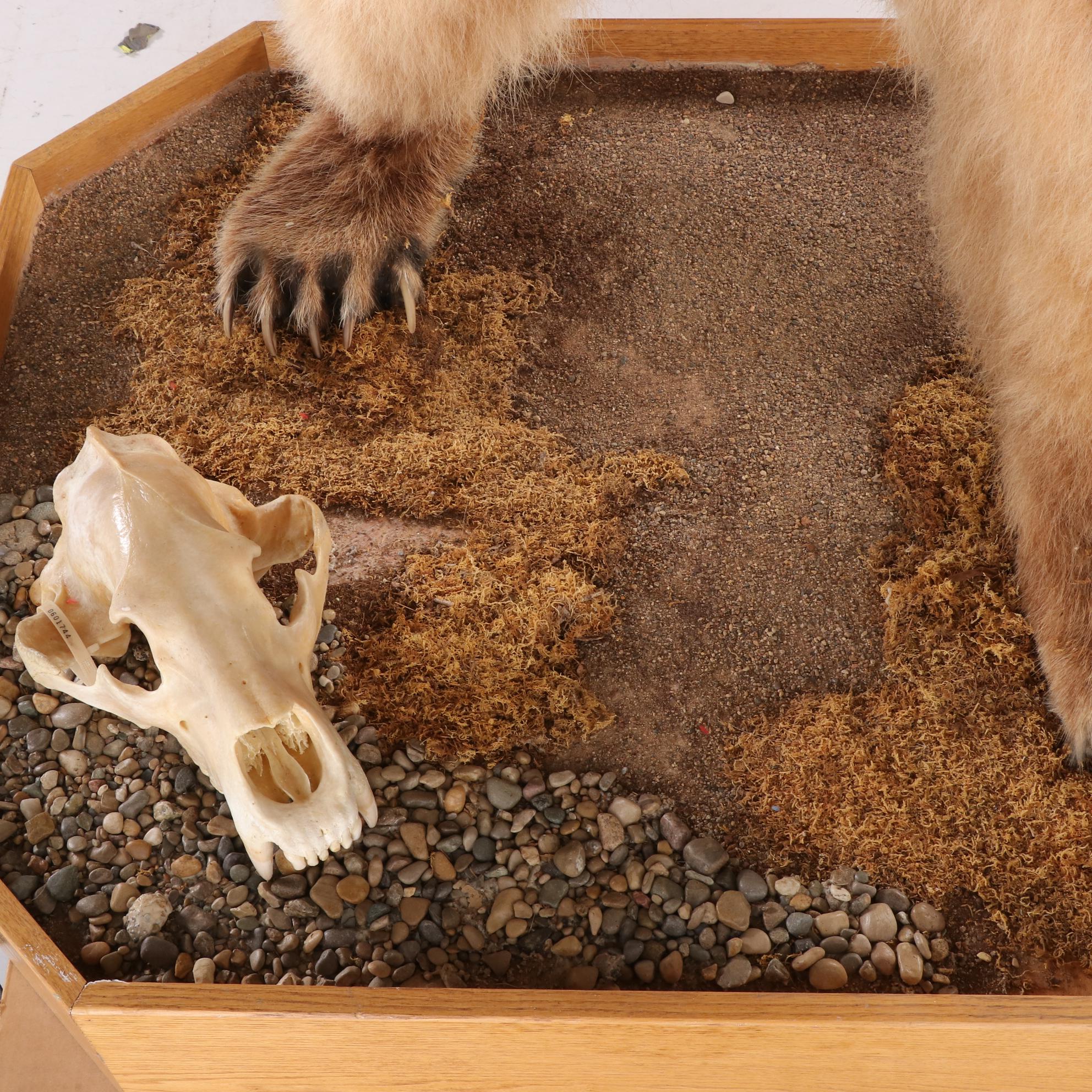 Standing Full Body Alaskan Kodiak Bear Mount with Skull