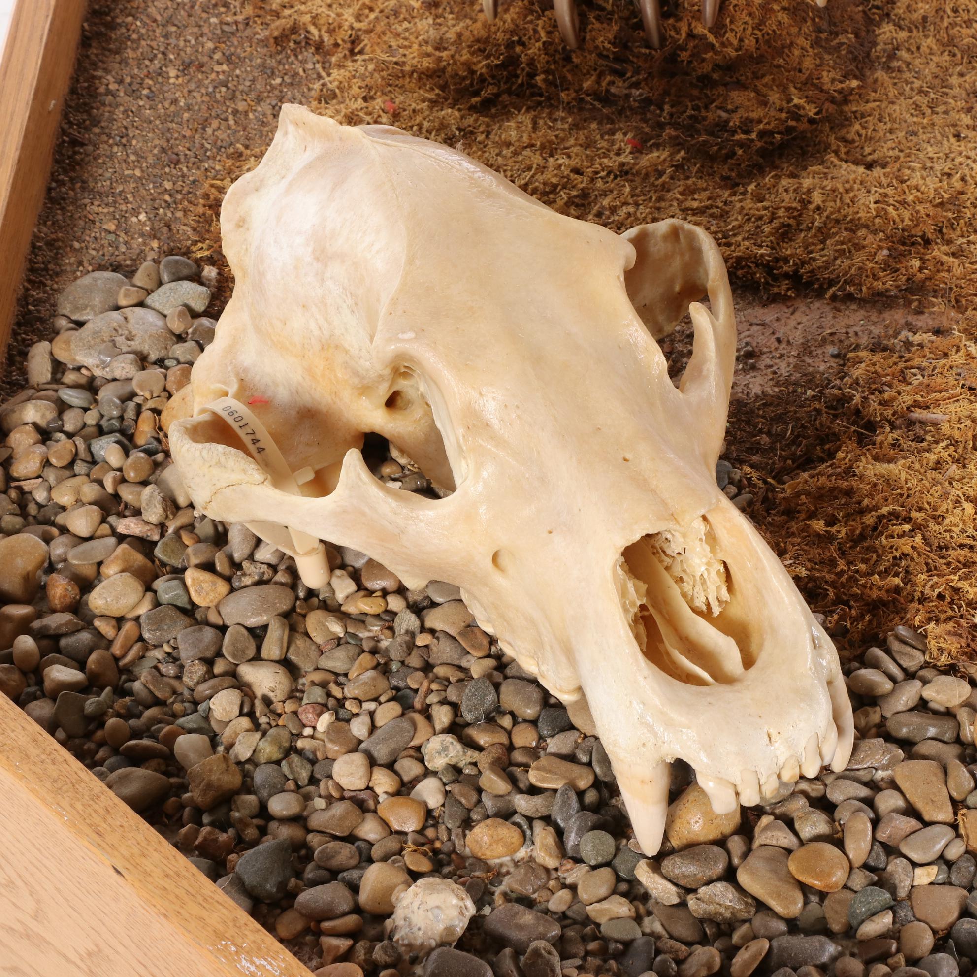 Standing Full Body Alaskan Kodiak Bear Mount with Skull