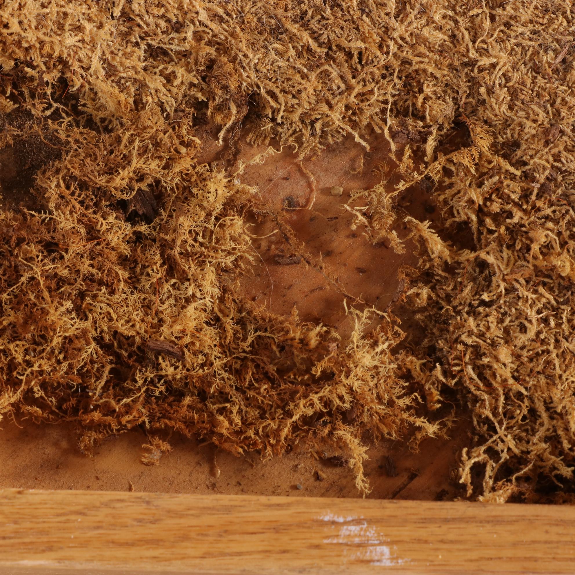 Standing Full Body Alaskan Kodiak Bear Mount with Skull