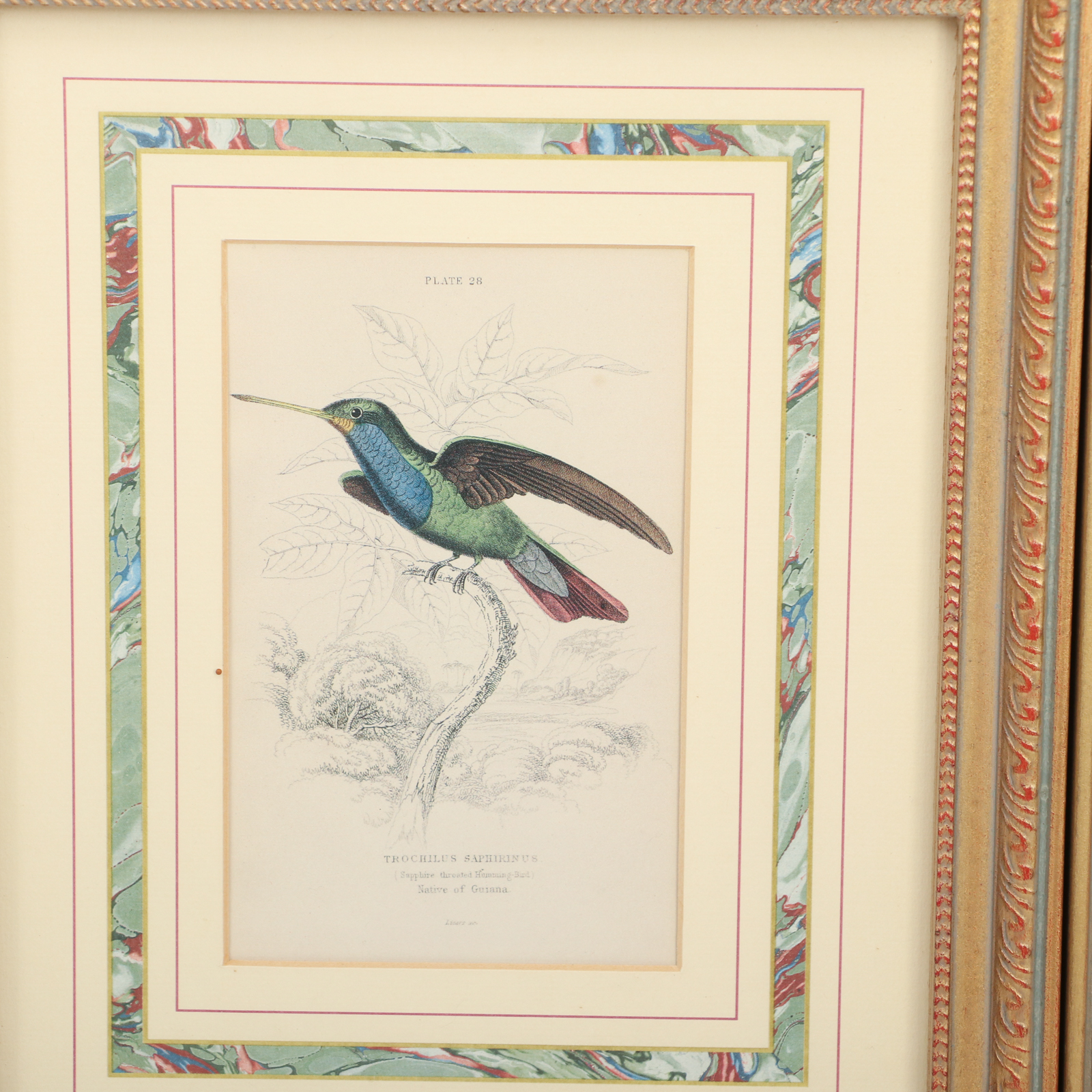 Offset Lithographs after William Home Lizars Ornithological Illustrations