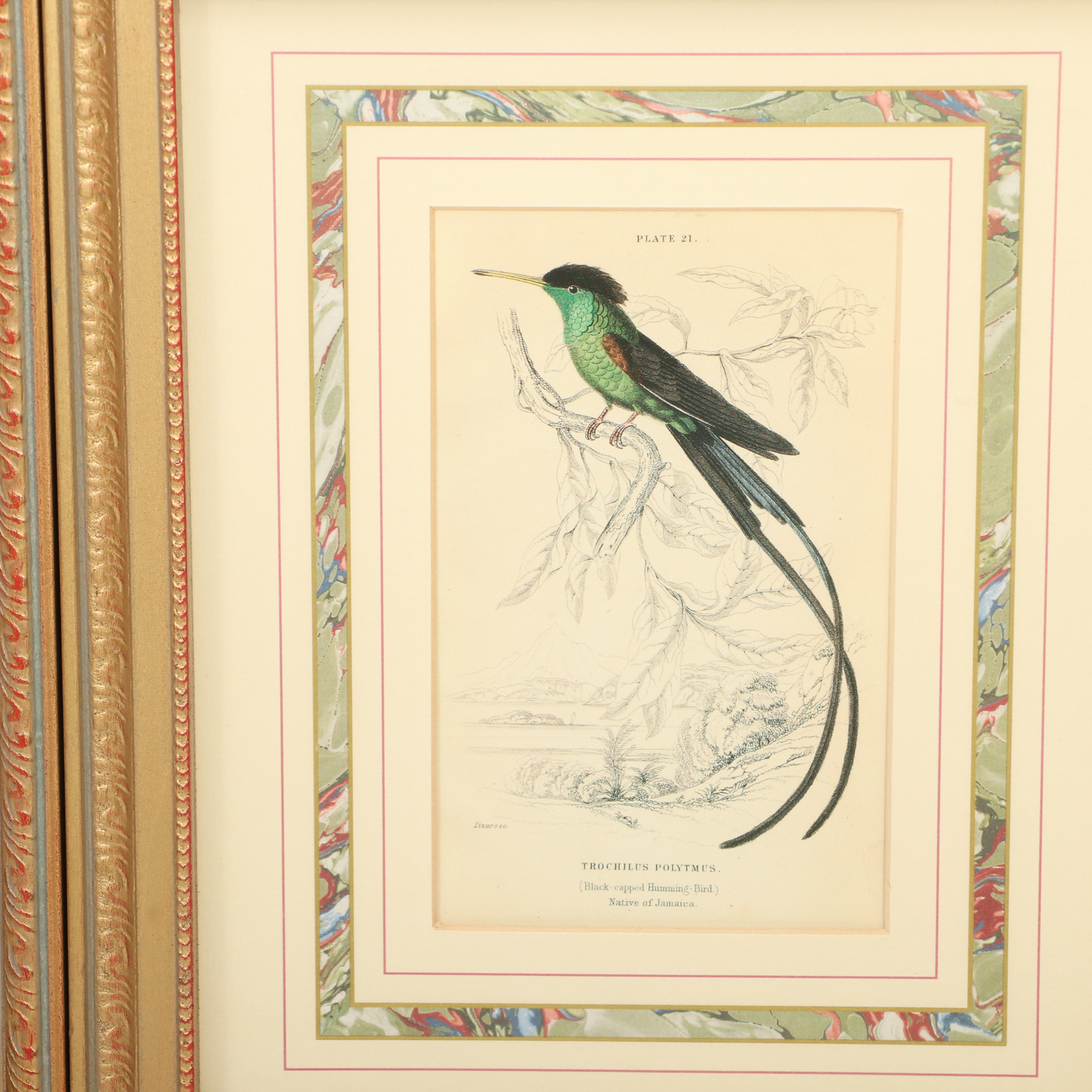Offset Lithographs after William Home Lizars Ornithological Illustrations