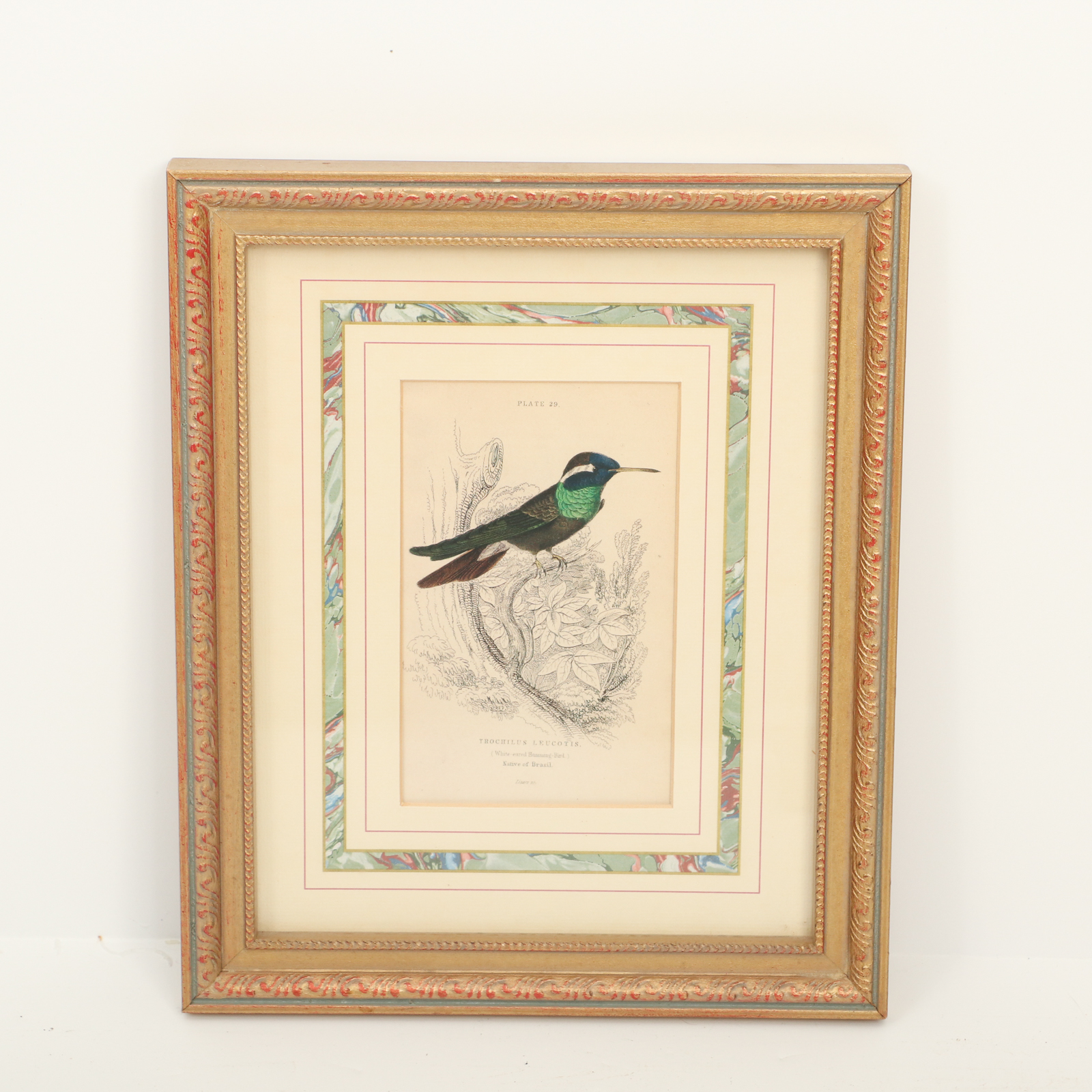 Offset Lithographs after William Home Lizars Ornithological Illustrations