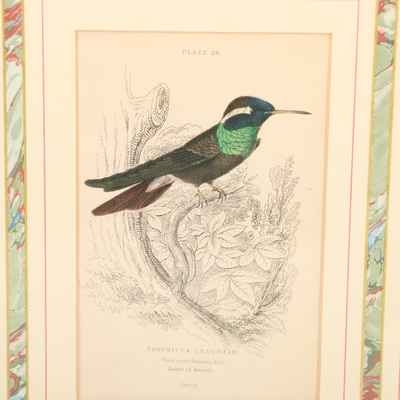 Offset Lithographs after William Home Lizars Ornithological Illustrations