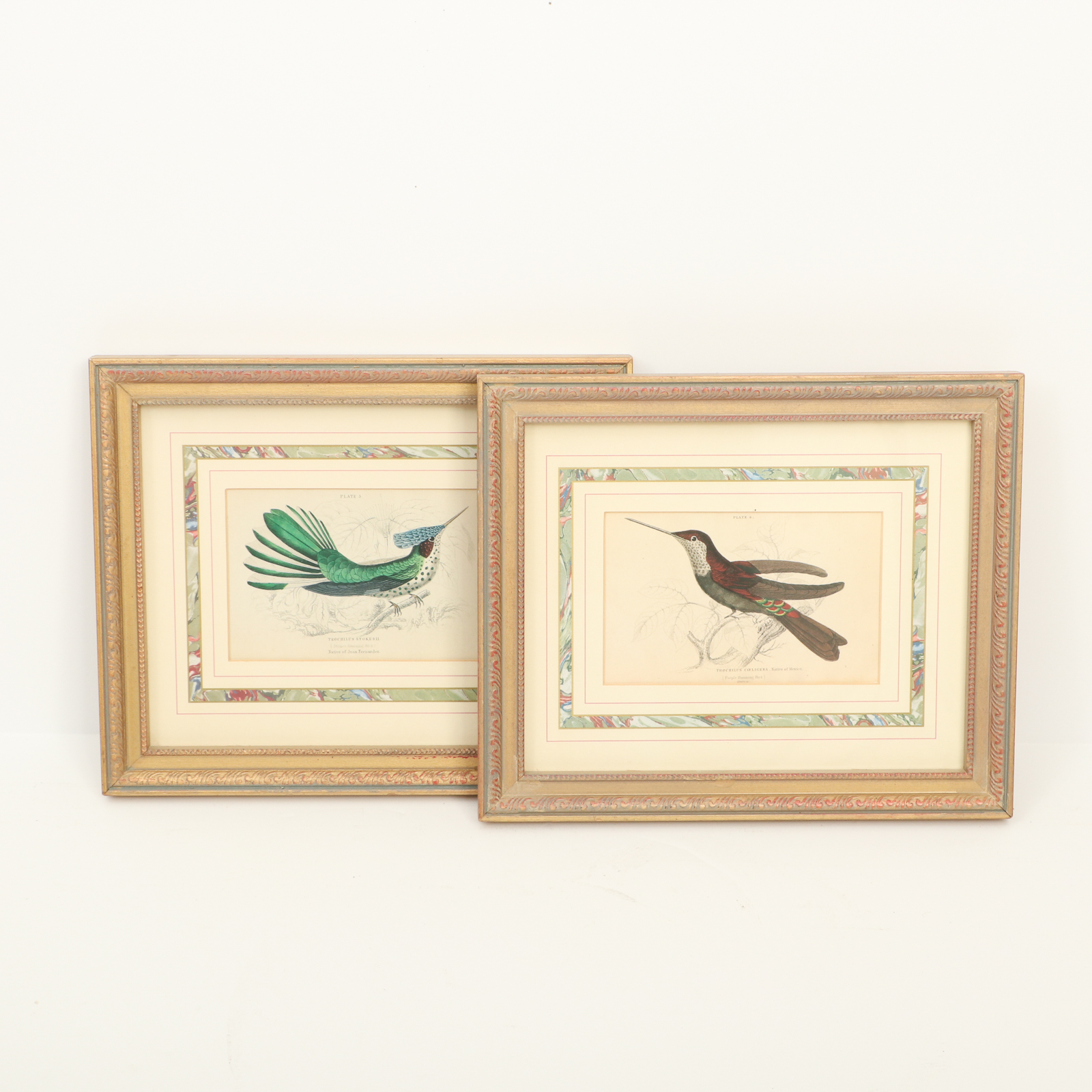 Offset Lithographs after William Home Lizars Ornithological Illustrations