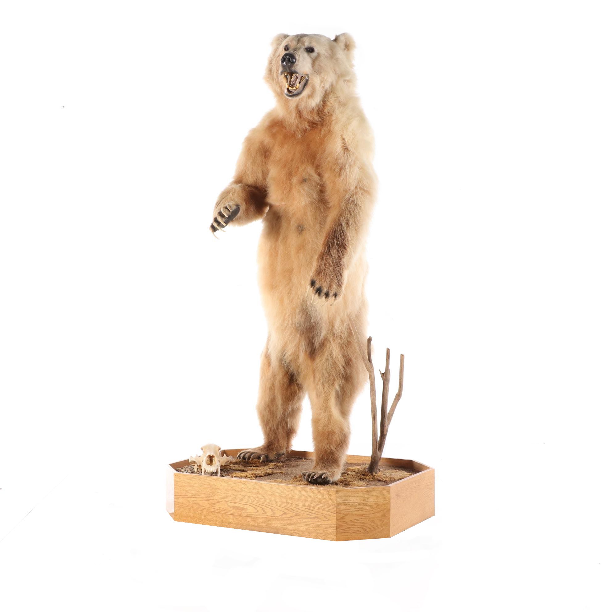 Standing Full Body Alaskan Kodiak Bear Mount with Skull