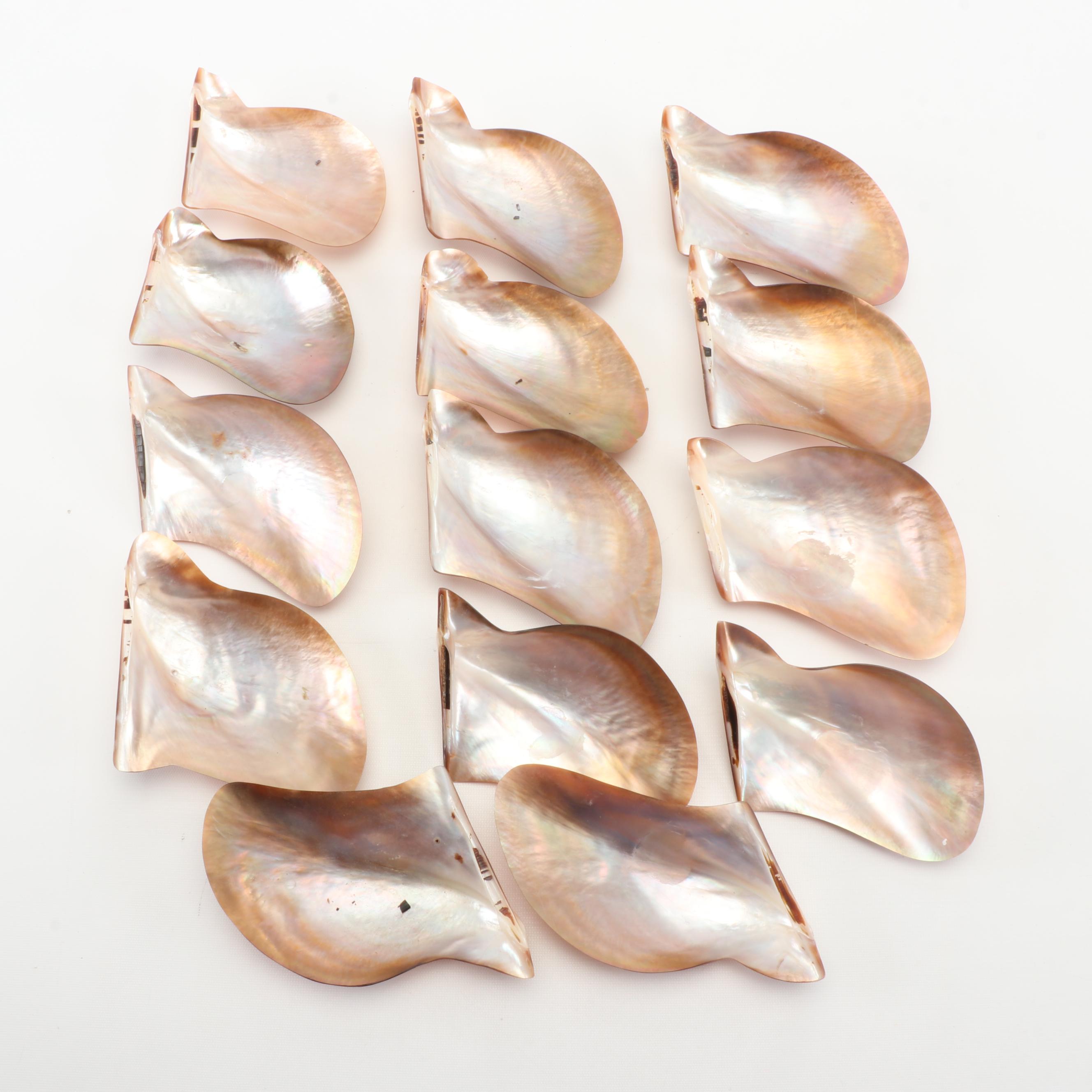 Shell Serving Dishes