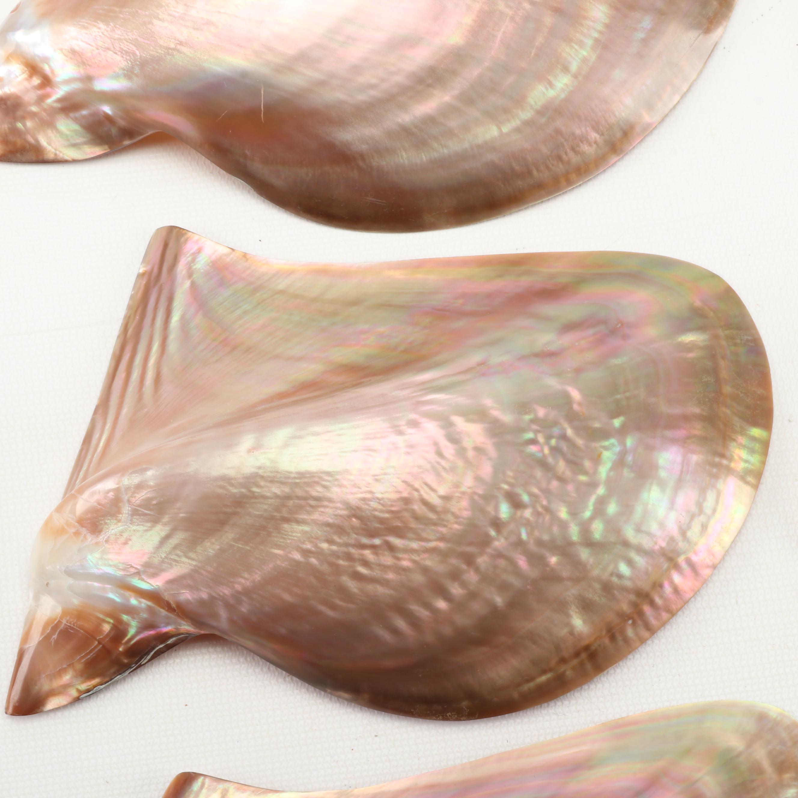 Shell Serving Dishes