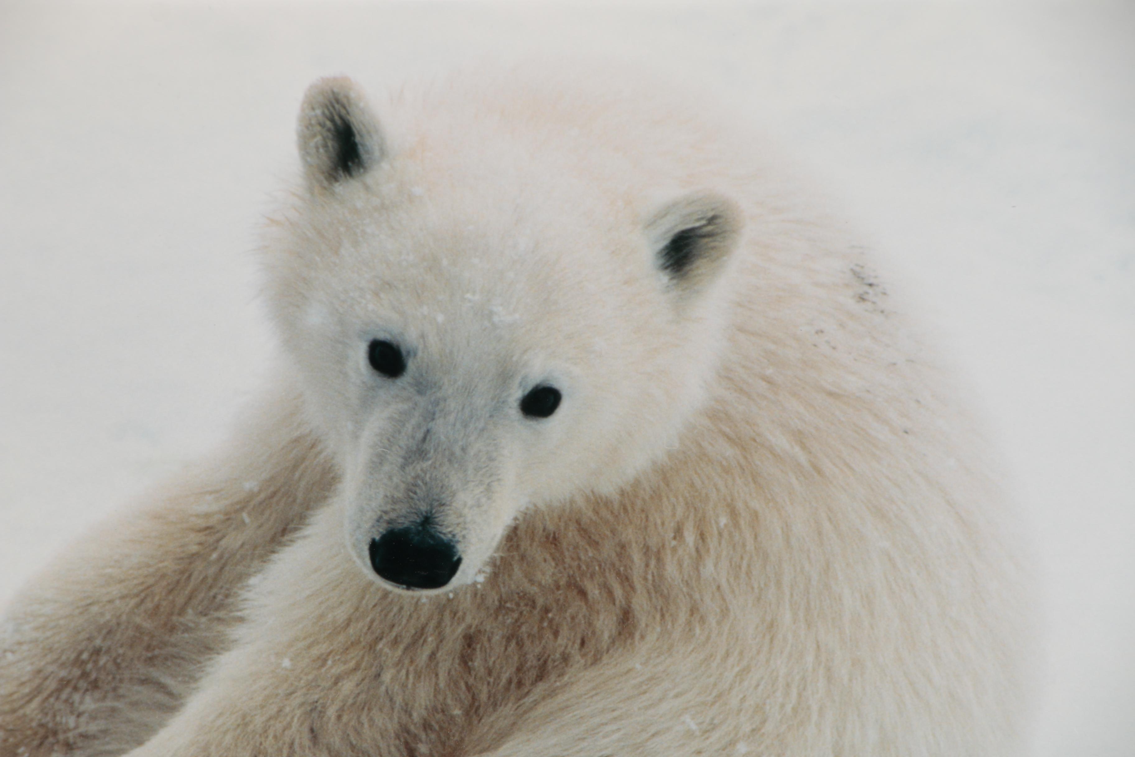 Thomas D. Mangelsen Digital Photograph Polar Bear in the Snow, 1990