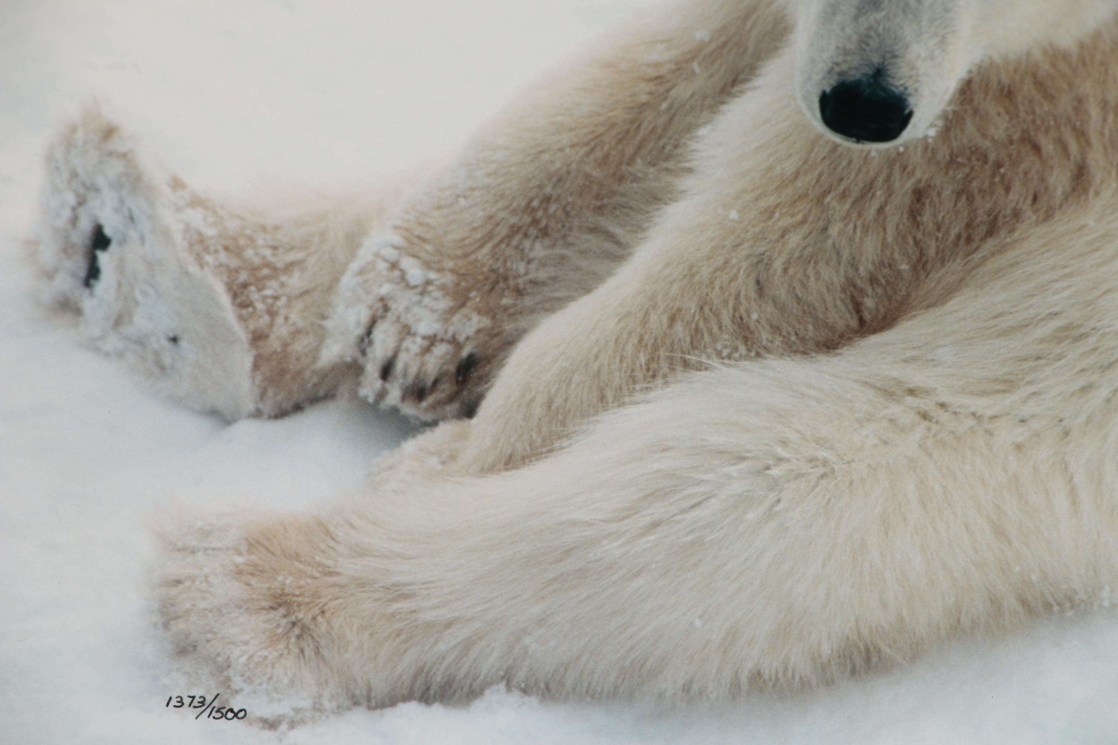 Thomas D. Mangelsen Digital Photograph Polar Bear in the Snow, 1990