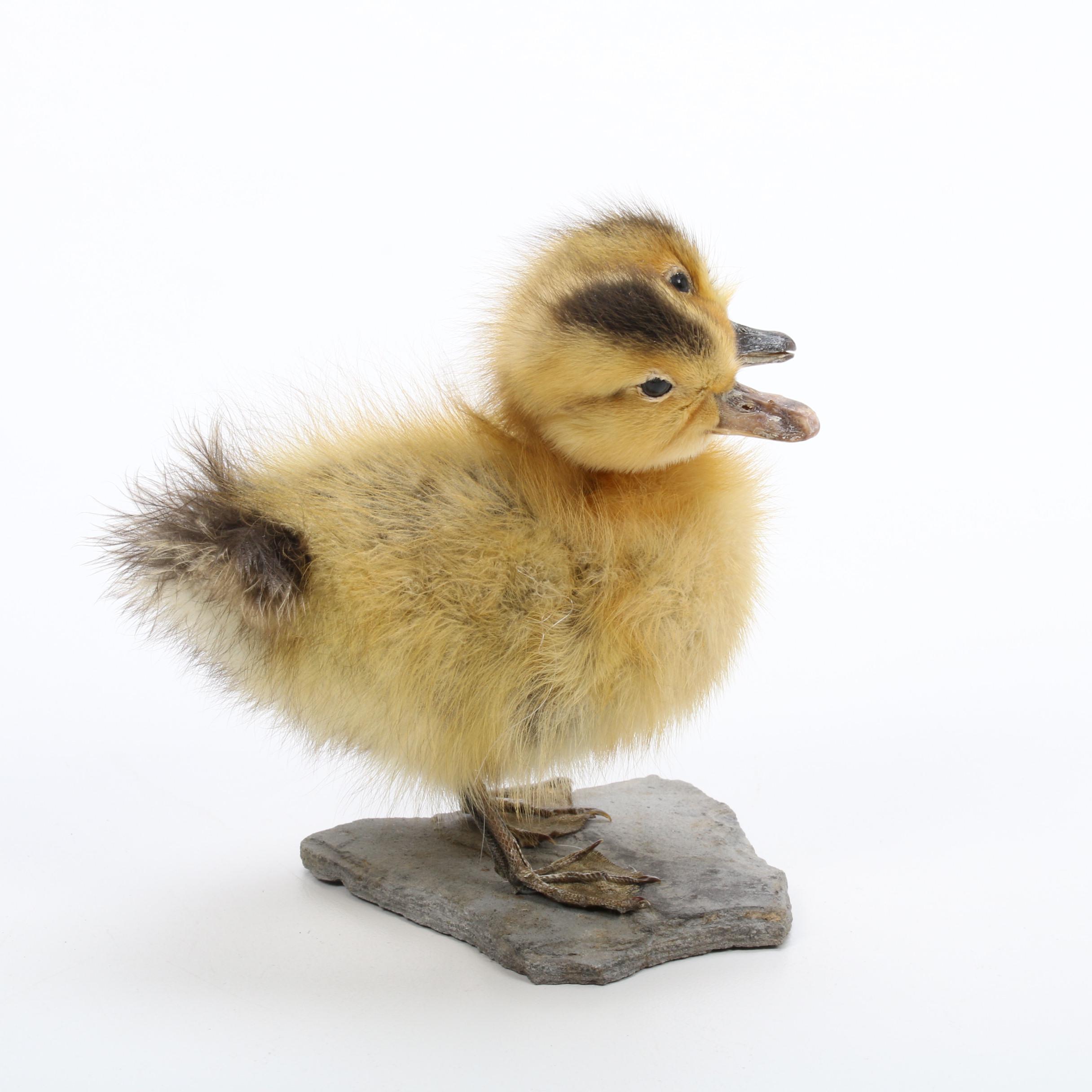 "Sideshow" Gaff Taxidermy Two-Headed Duckling