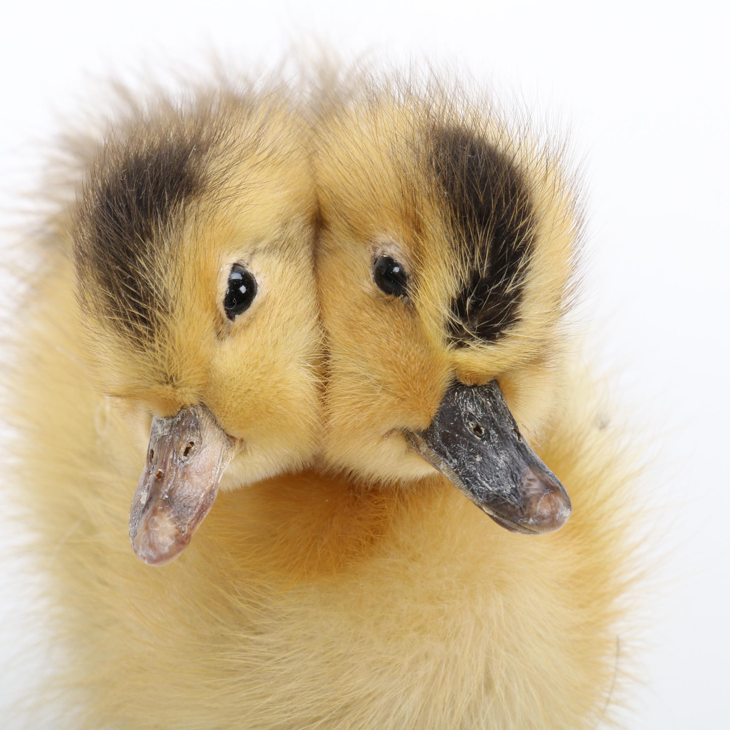 "Sideshow" Gaff Taxidermy Two-Headed Duckling