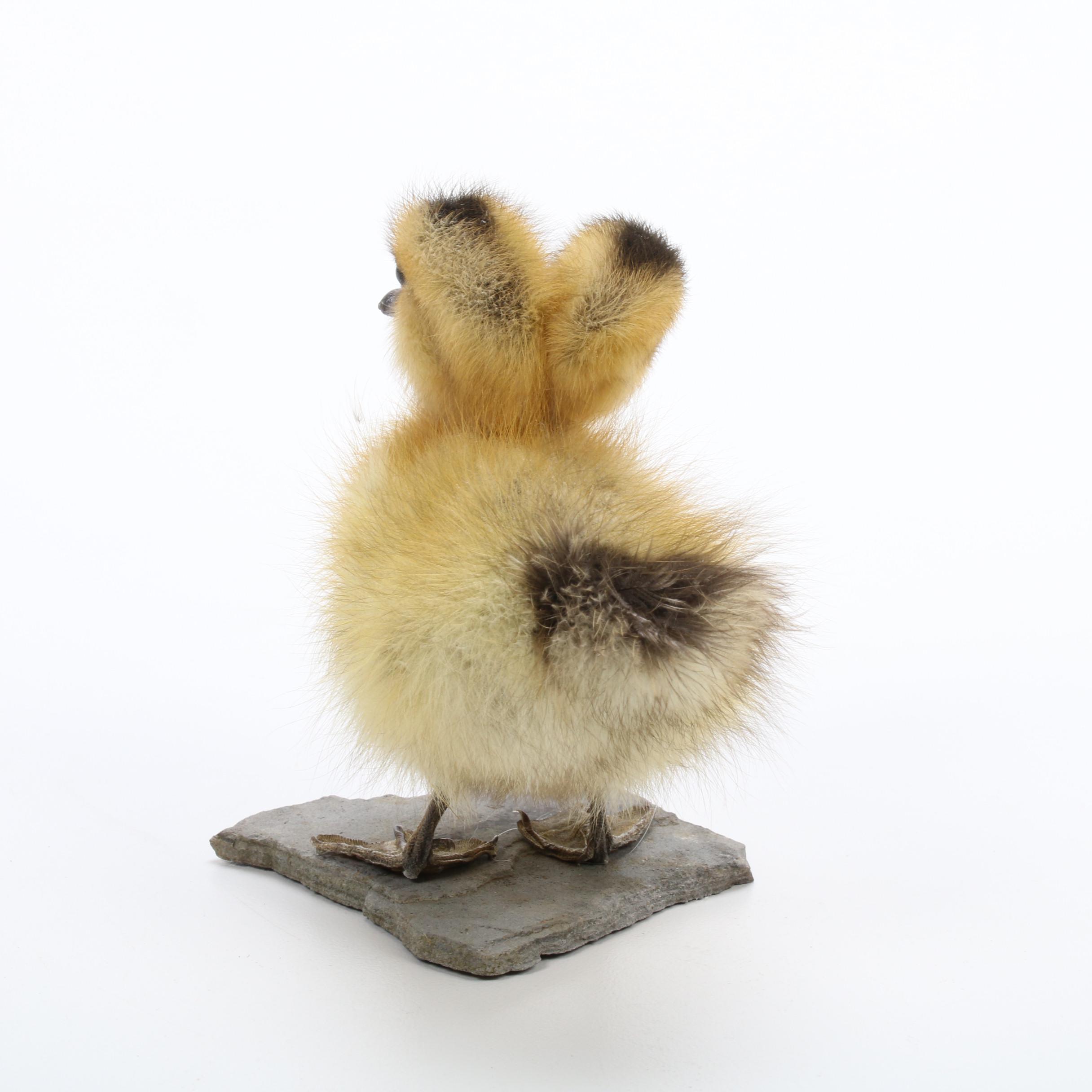 "Sideshow" Gaff Taxidermy Two-Headed Duckling