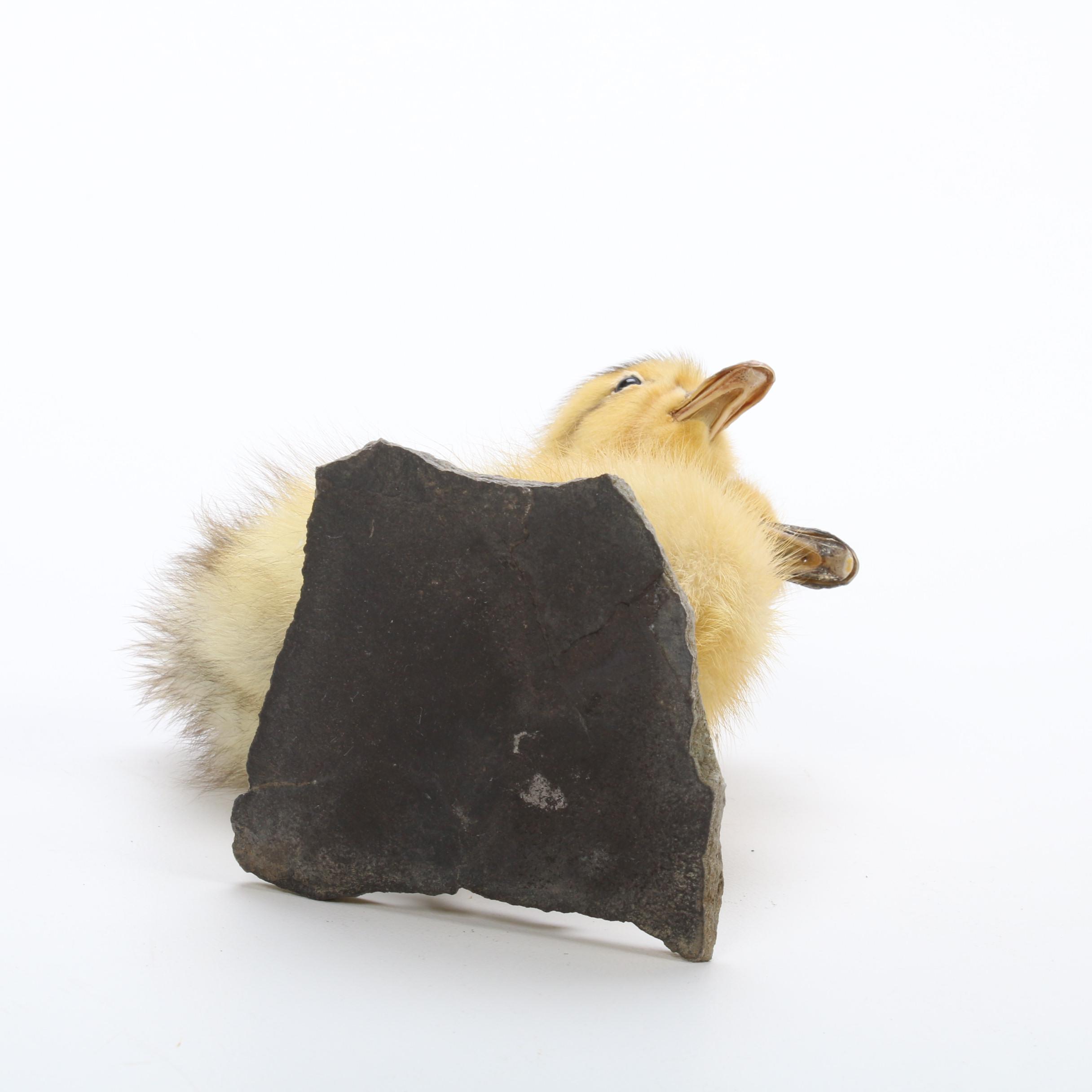 "Sideshow" Gaff Taxidermy Two-Headed Duckling