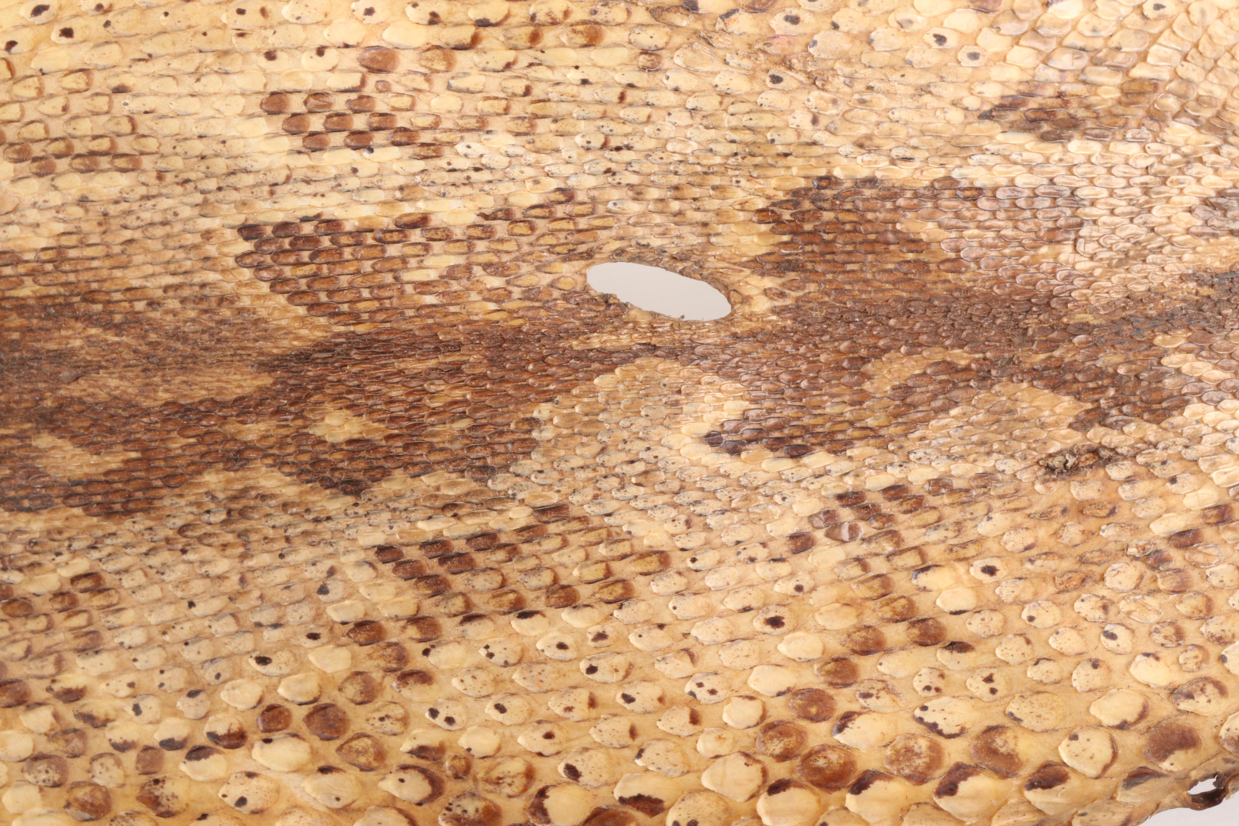 South East Asian Reticulated Python Hide